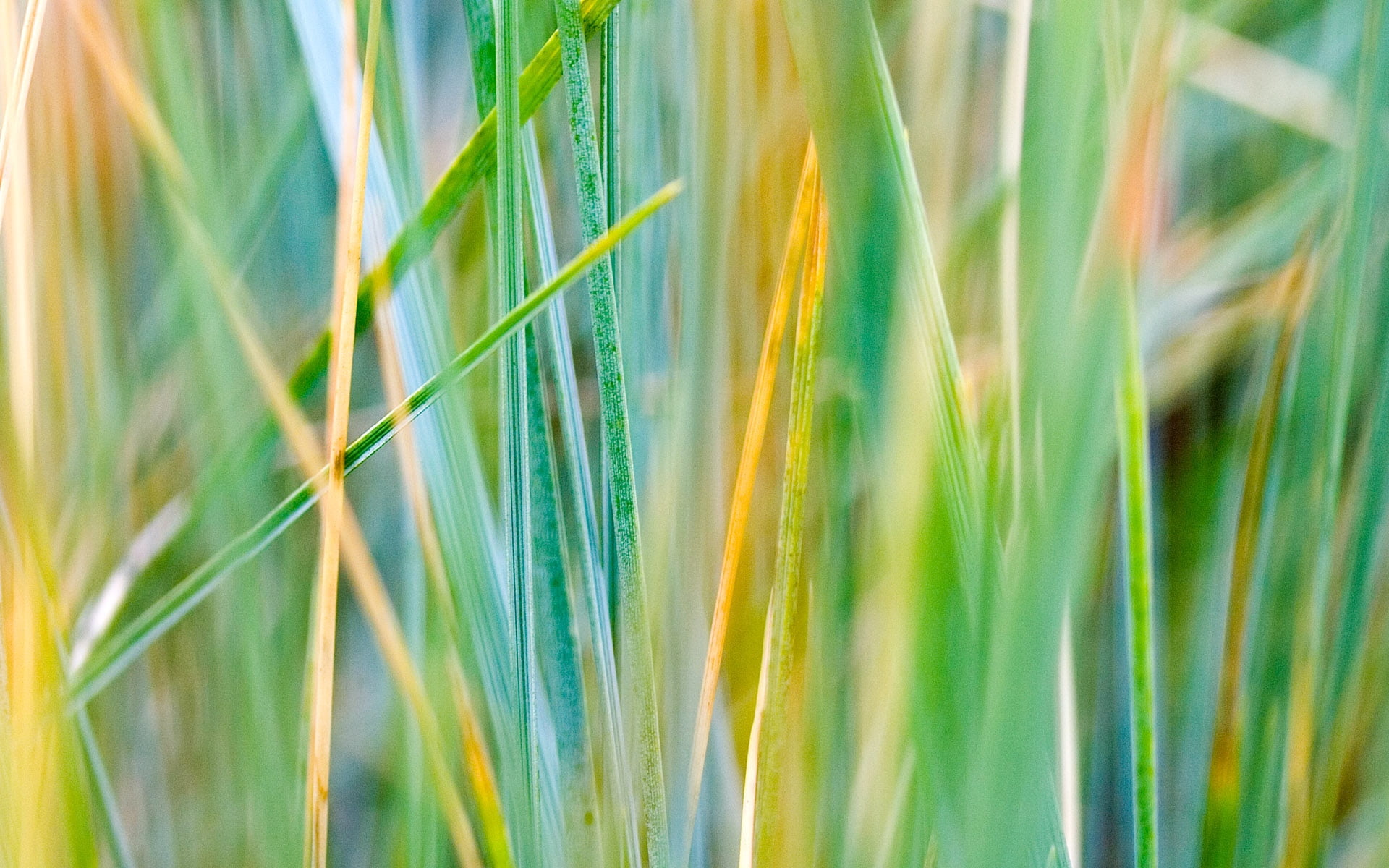 stem, selective focus, blade of grass, palm leaf, outdoors, season, freshness, rural Scene, beauty In Nature, springtime, nature, day, cereal Plant, agriculture, HD Wallpaper