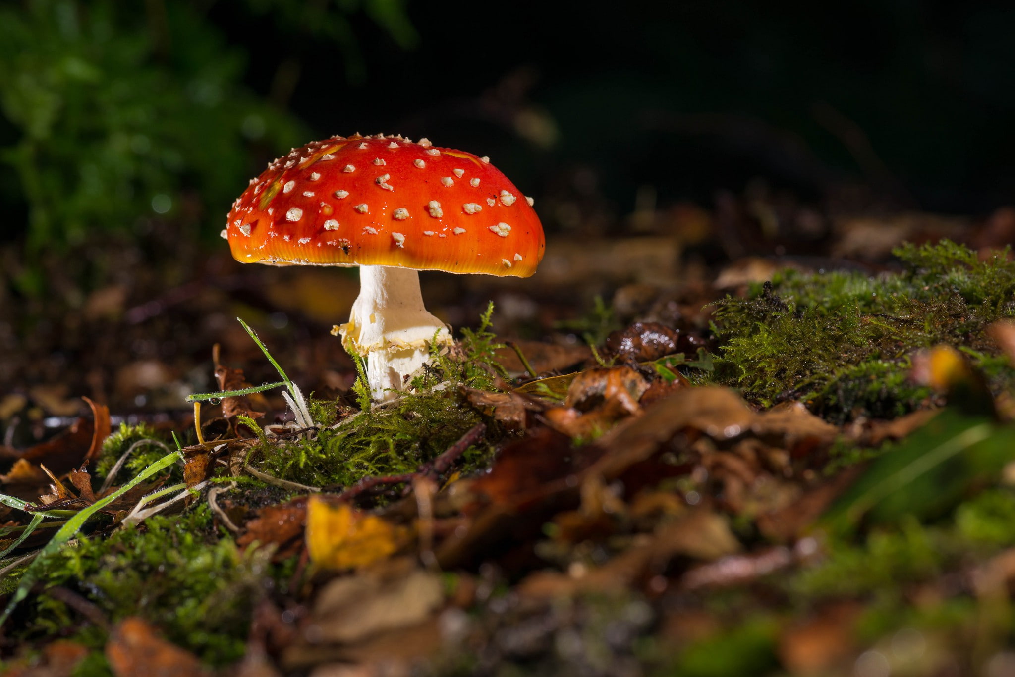 mushroom, 1080P, moss, grass, dry, fungus, leaves, HD Wallpaper