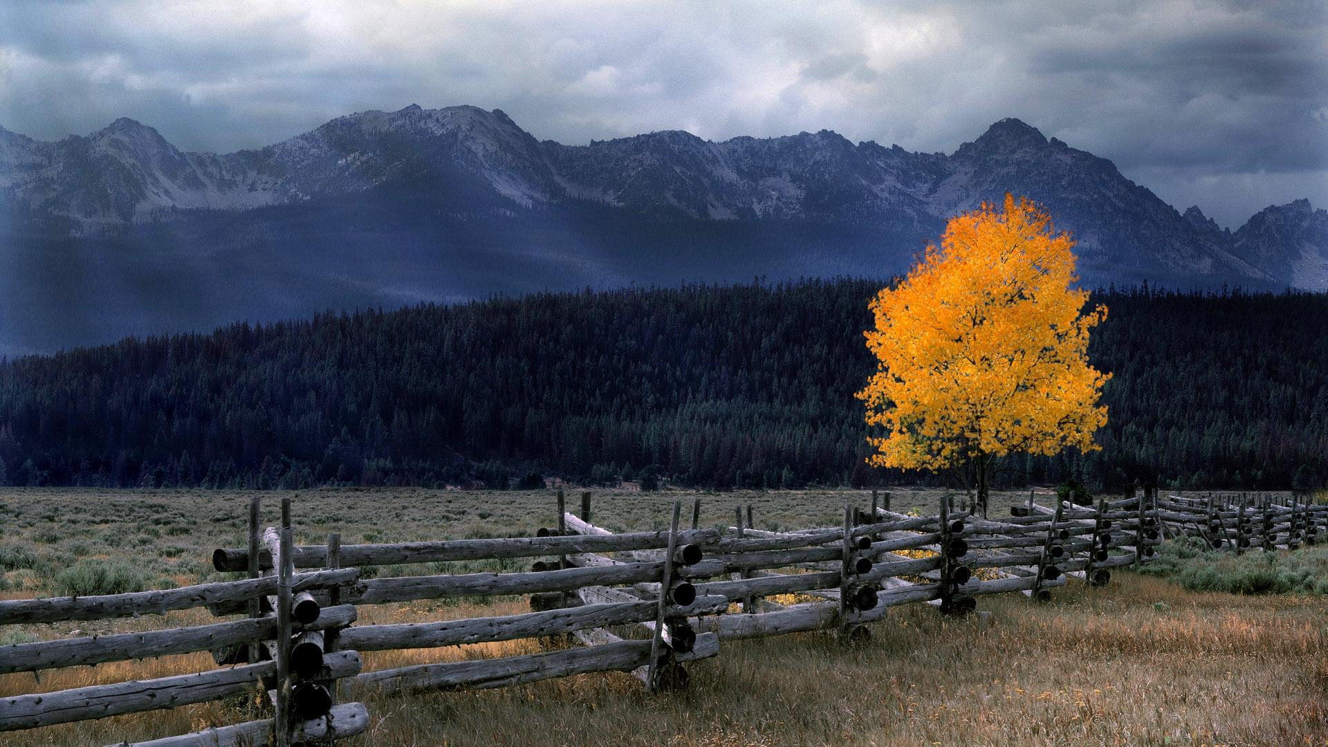 mountains, beautiful, field, mountain, grey, 3d and abstract, forest, wooden, single tree, tree, nature, yellow, 1080P, fence, HD Wallpaper