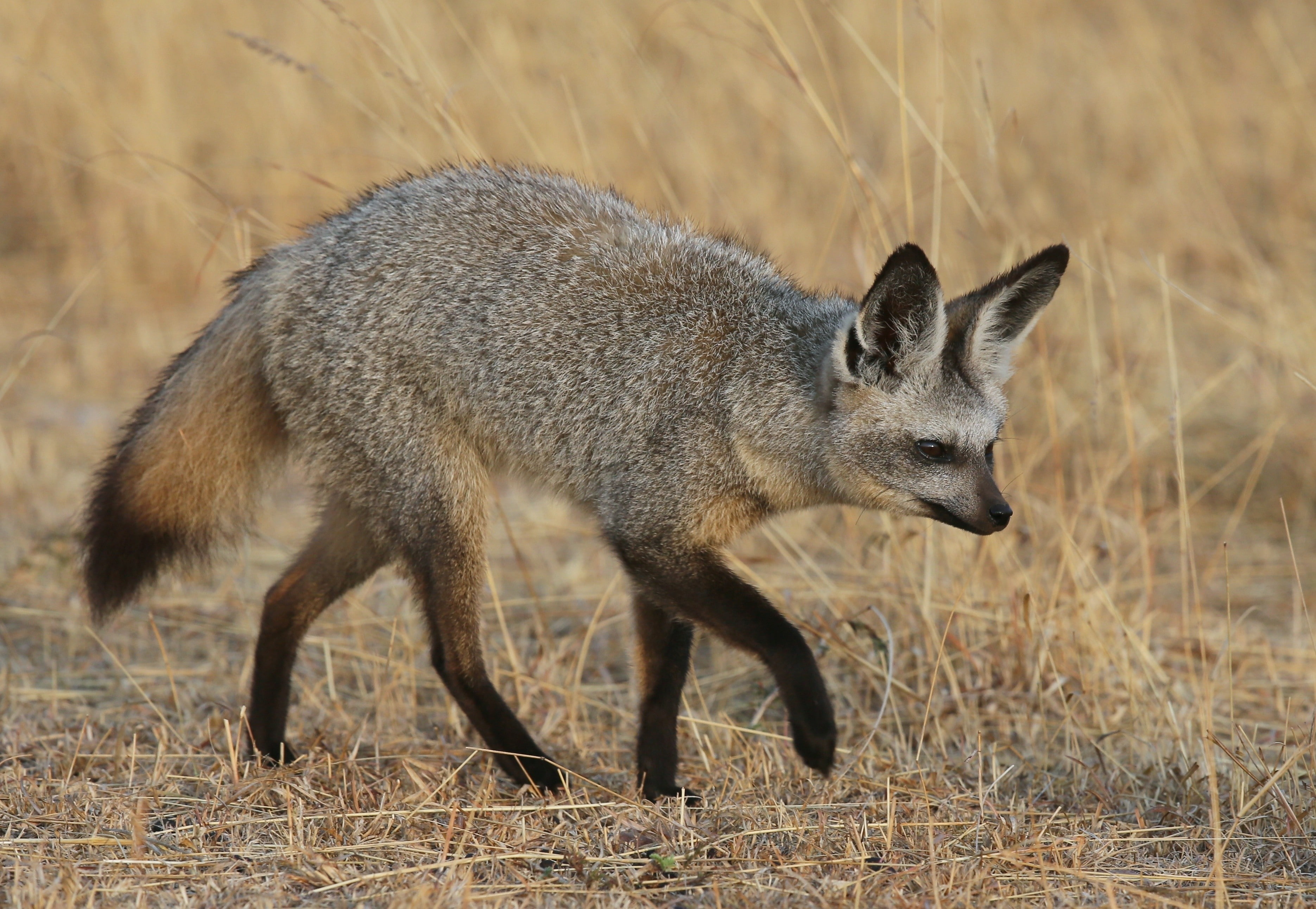 2K, bat, eared, walk, fox, HD Wallpaper