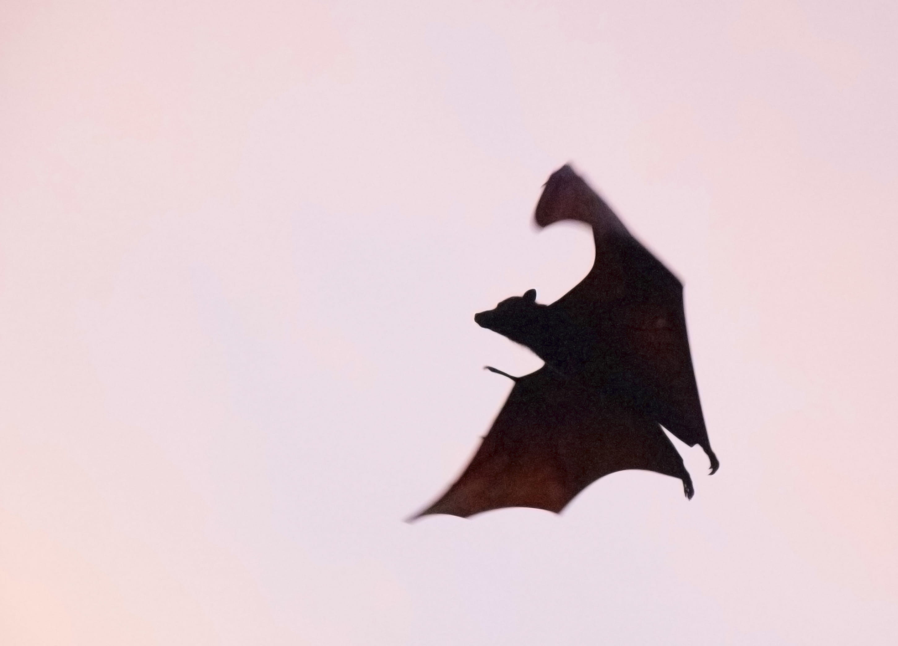 colored background, bat, black color, sunset, no people, one animal, copy space, silhouette, studio shot, animals in the wild, art and craft, animal wildlife, HD Wallpaper
