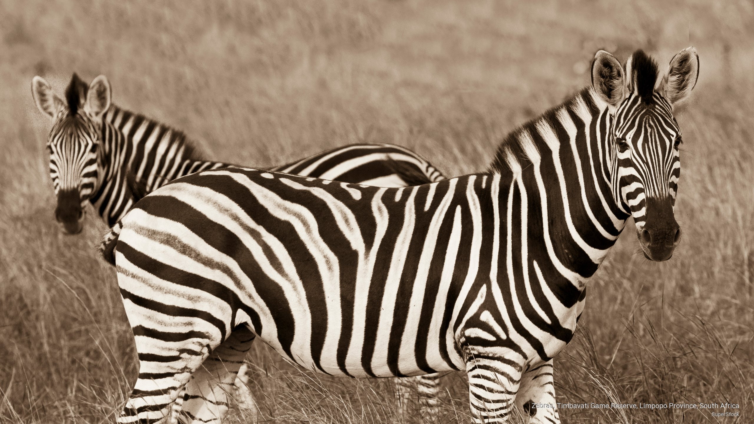 africa, timbavati, zebras, province, limpopo, game, Animals, reserve, 2K, south, HD Wallpaper