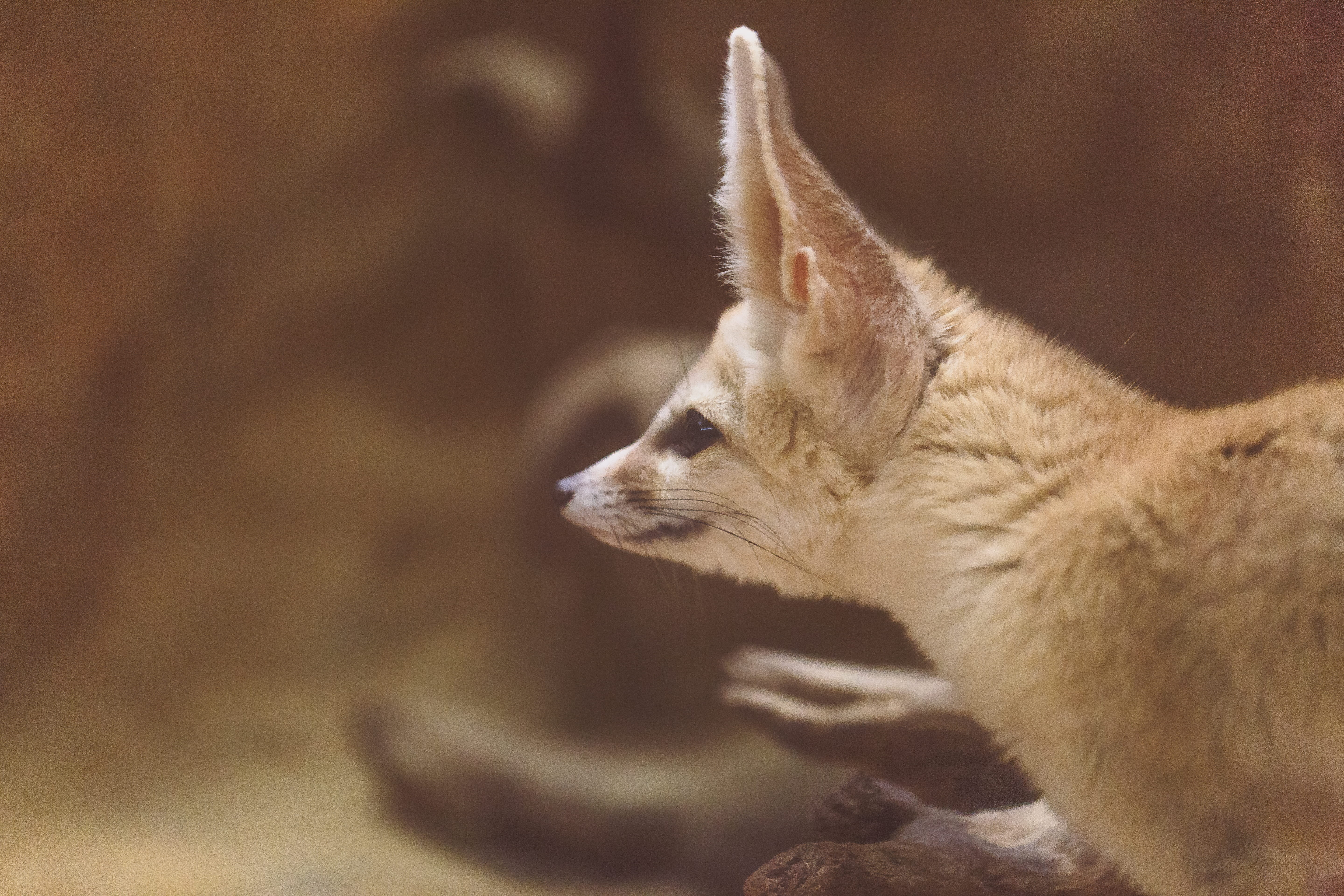 animal body part, looking, cute, no people, nature, domestic animals, carnivore, 5K, long, whisker, close-up, fur, photo, eared, fox, pets, coated, canine, HD Wallpaper