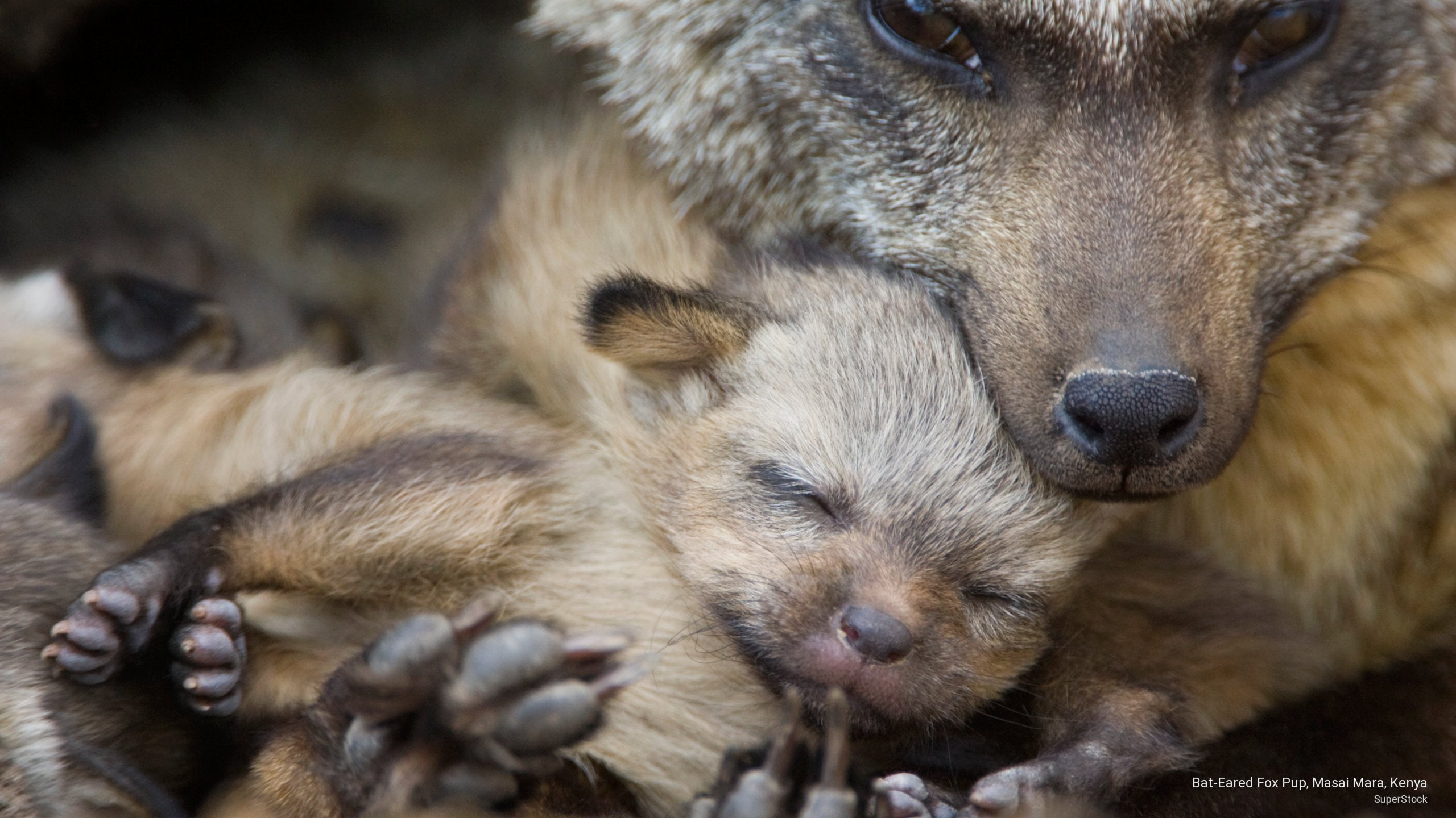 bat, mara, fox, Animals, eared, kenya, 2K, masai, pup, HD Wallpaper