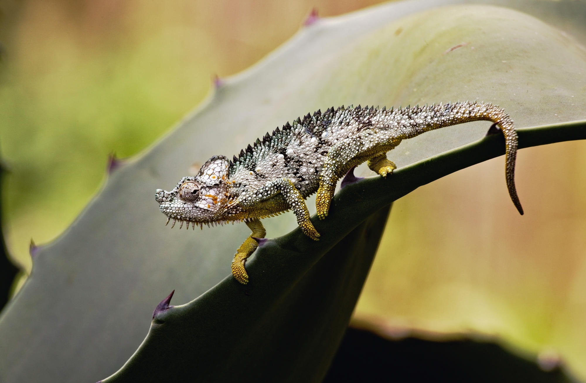 day, lizard, Game, vertebrate, Kenya, focus on foreground, sunlight, reptile, gray, side view, no people, iguana, plant, zoology, Animals, animal, Reserve, HD Wallpaper