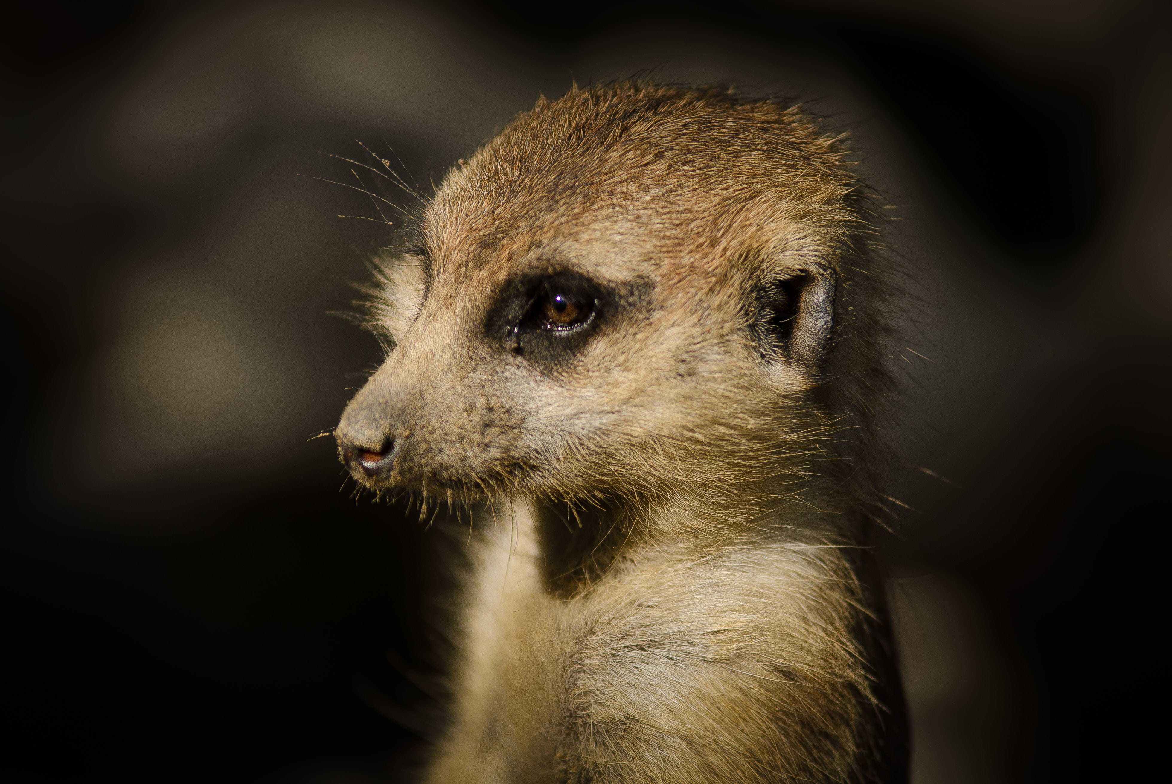 meerkat, suricate, curious, vertebrate, looking, focus on foreground, profile view, outdoors, mouth, animal eye, carnivora, contemplation, animal body part, HD Wallpaper