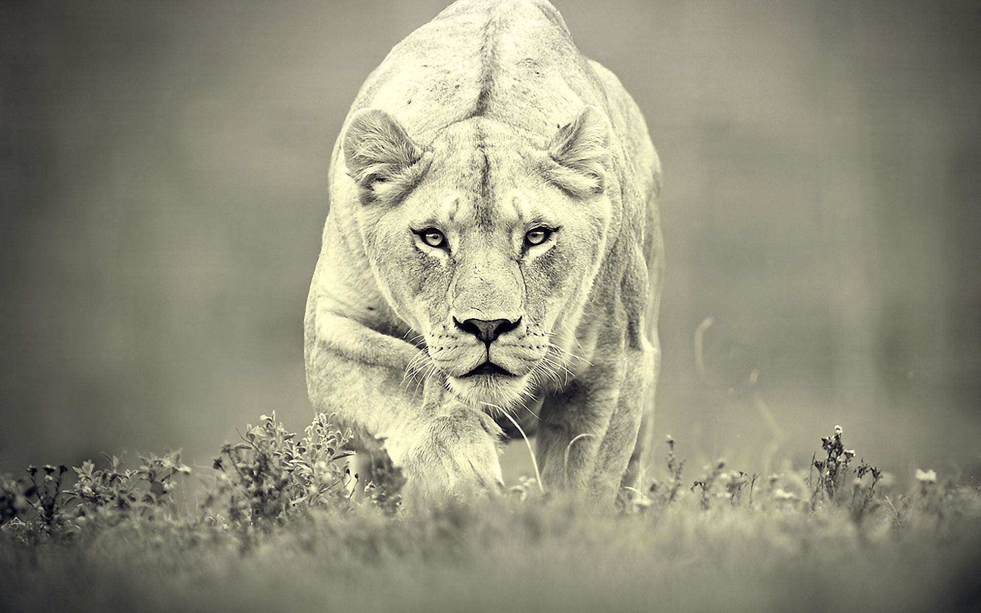 animals, grass, lion, nature, 1080P, HD Wallpaper
