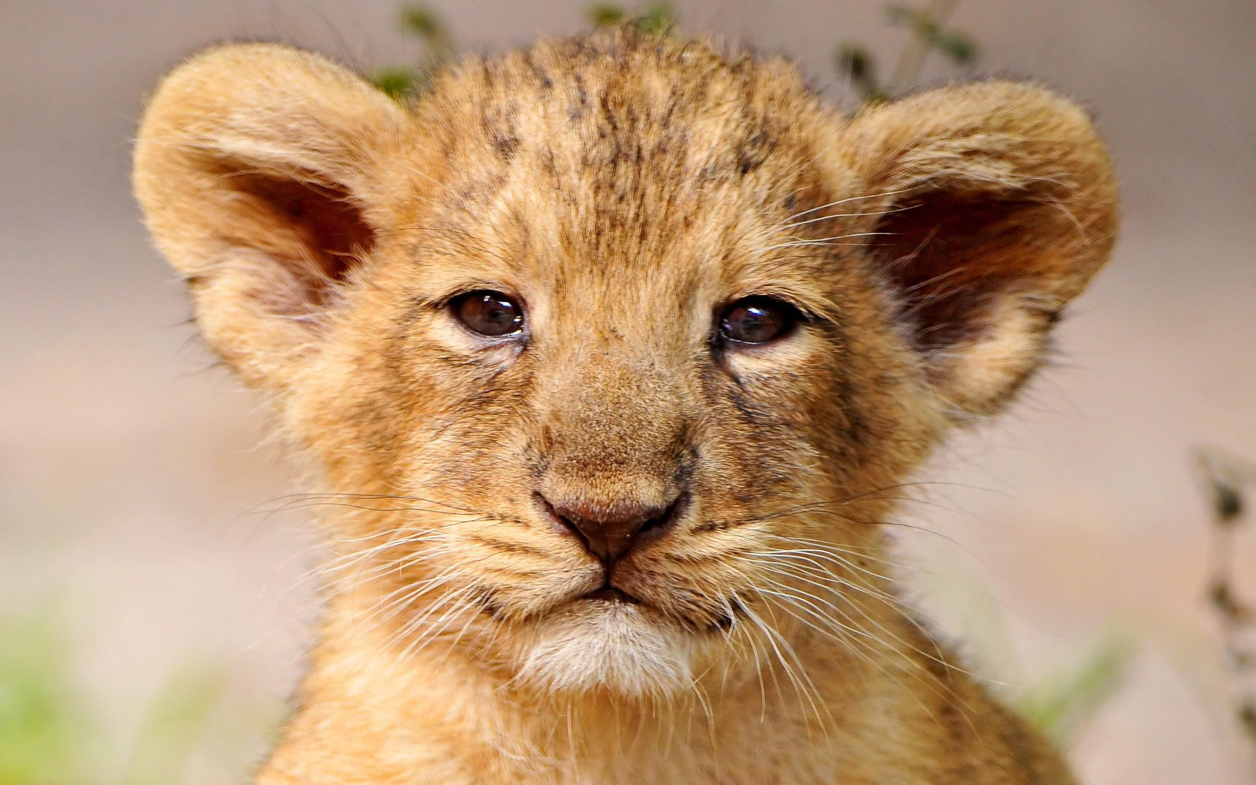 animals, wild life, lion, 2K, portrait, cub, cute, HD Wallpaper