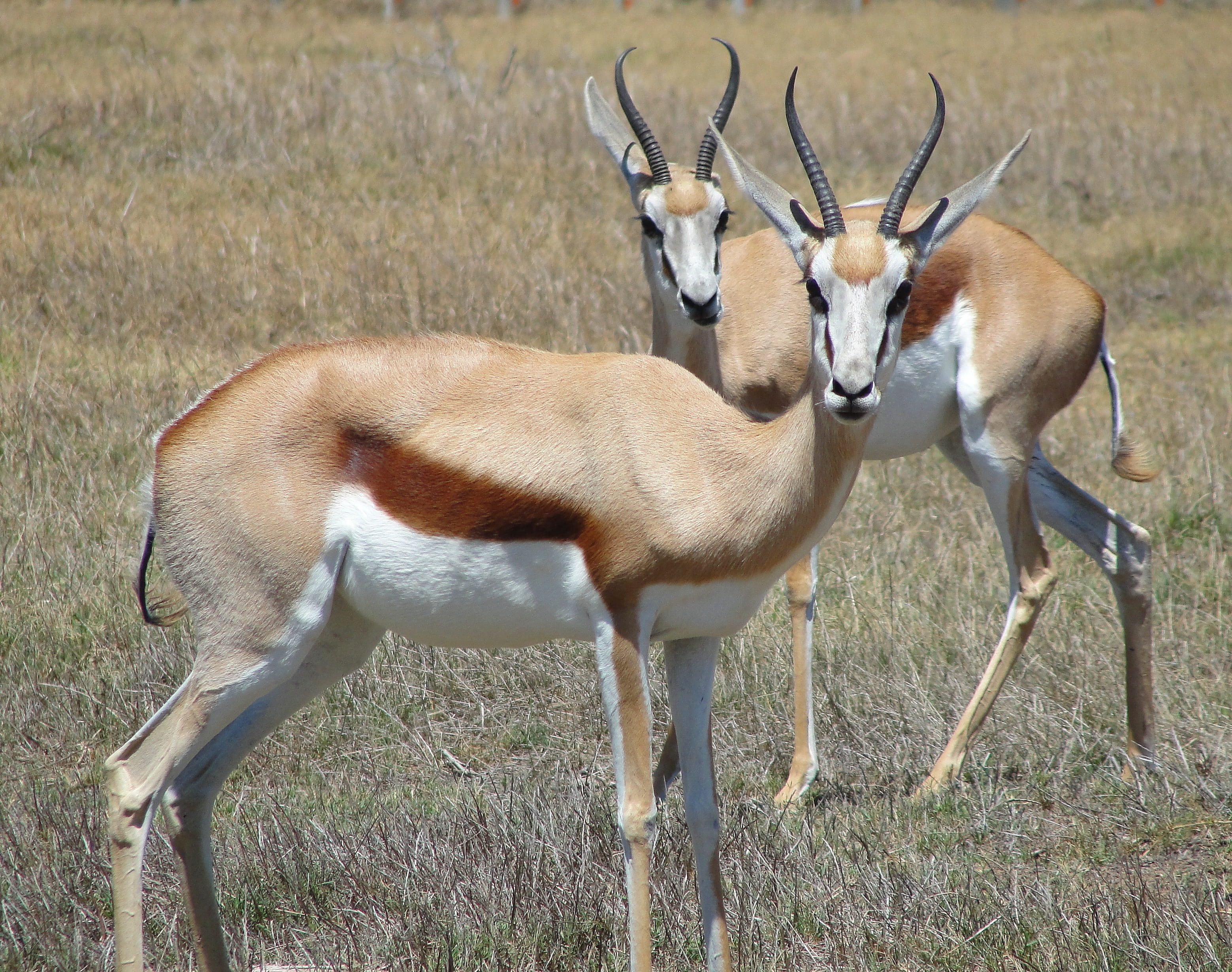 animal themes, 2K, animal wildlife, antelope, no people, vertebrate, herbivorous, full length, land, grass, nature, animals in the wild, plant, africa, HD Wallpaper