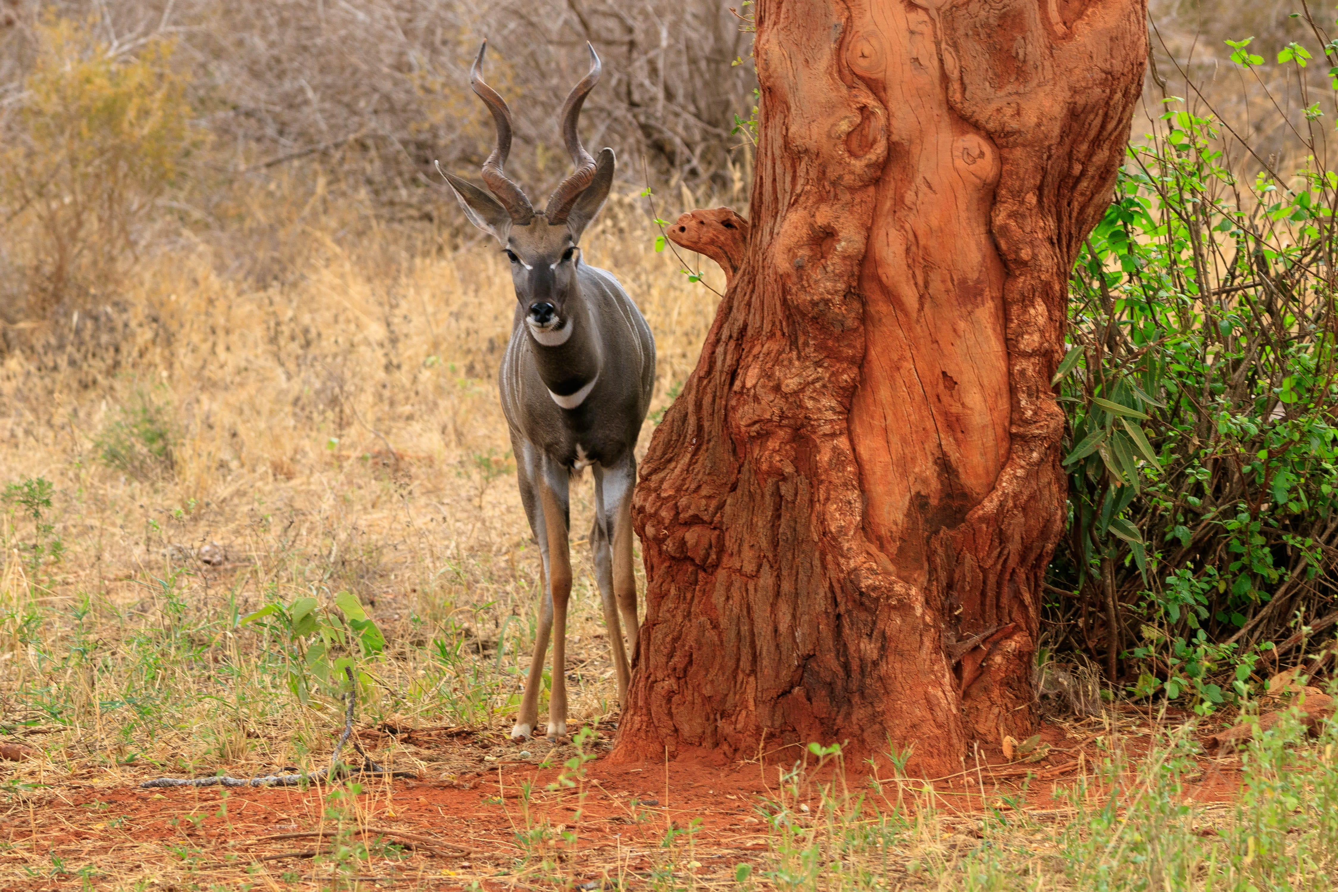 no people, safari, herbivorous, forest, springbok, land, 4K, kenya, animal themes, tree, plant, antler, animal wildlife, day, one animal, africa, animal world, HD Wallpaper