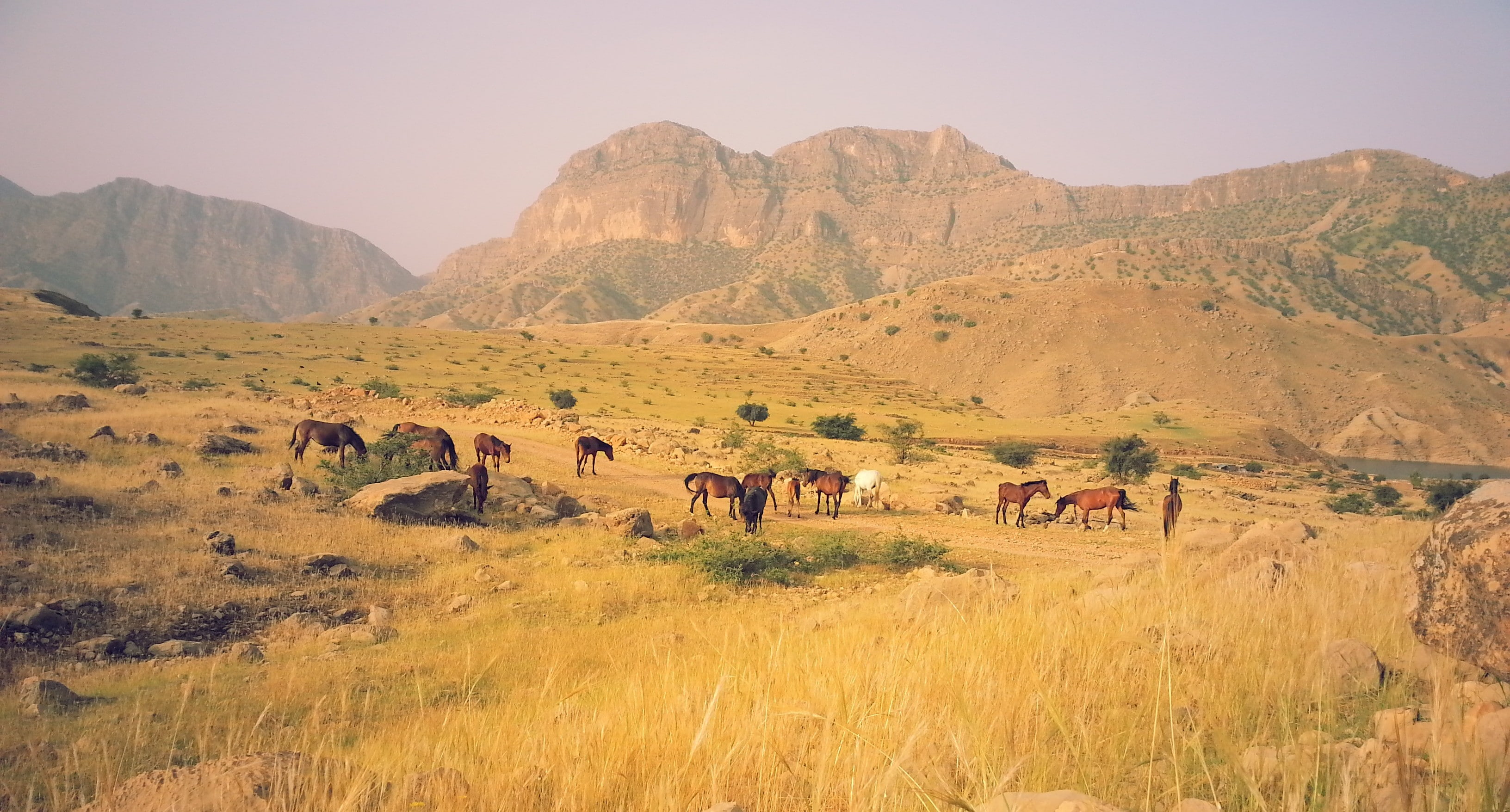 nature, outdoors, land, sky, summer, landscape, Iran, no people, architecture, grass, beauty in nature, animals, semi-arid, scenics - nature, domestic animals, HD Wallpaper
