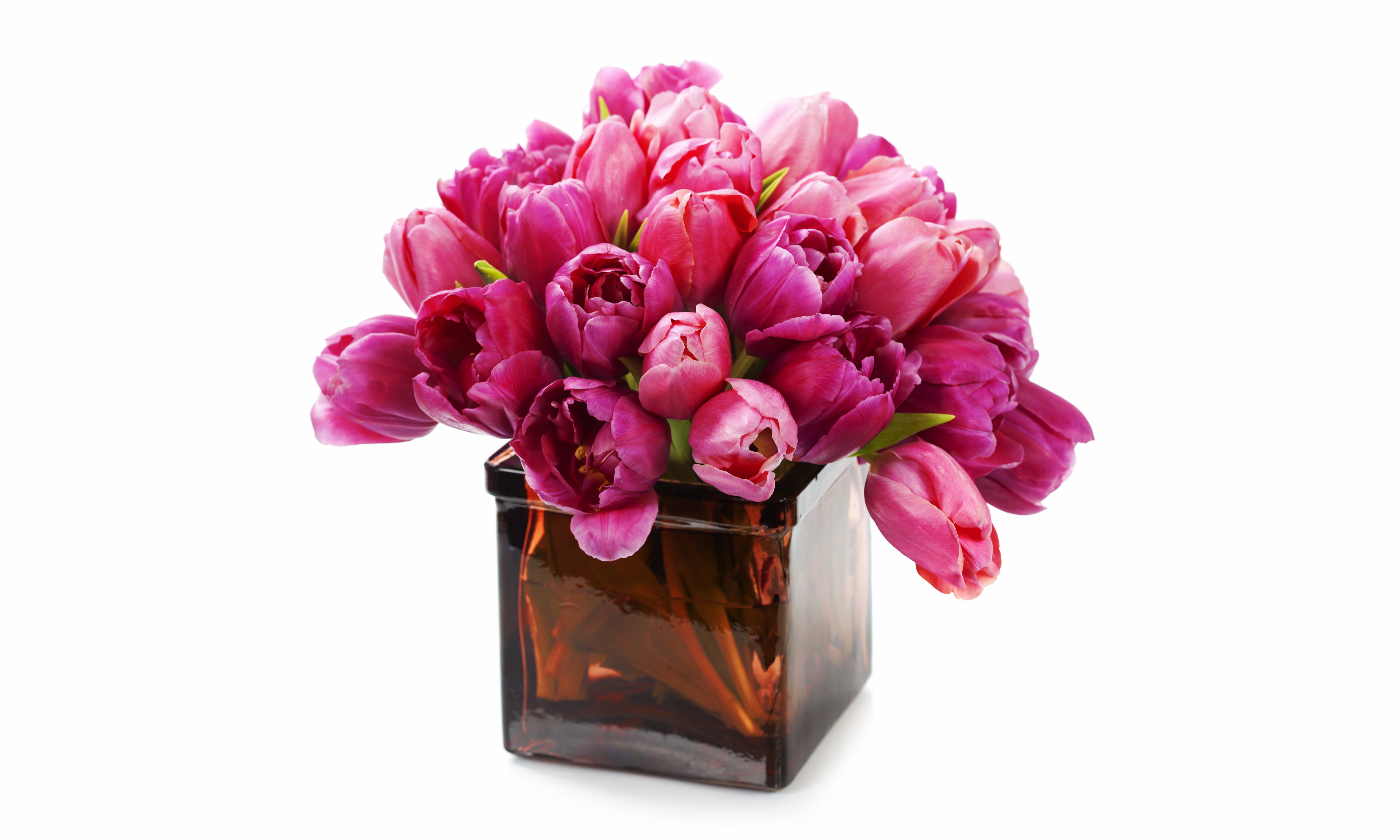 bouquet, fresh, beauty in nature, nature, white background, cut out, no people, vase, purple, inflorescence, tulip, flower arrangement, 5K, container, HD Wallpaper