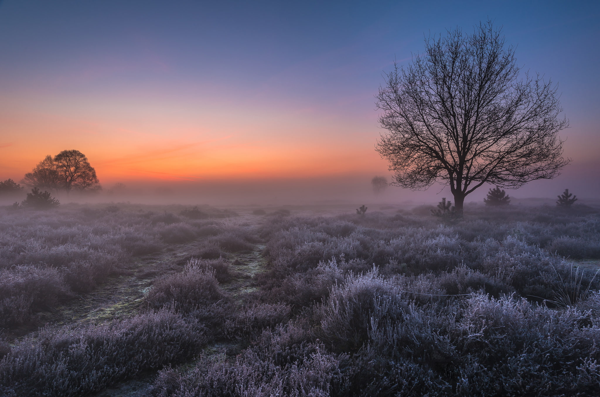 Netherlands, morning, fog, Holland, frost, tree, dawn, Saint Anthony, 1080P, field, light, HD Wallpaper