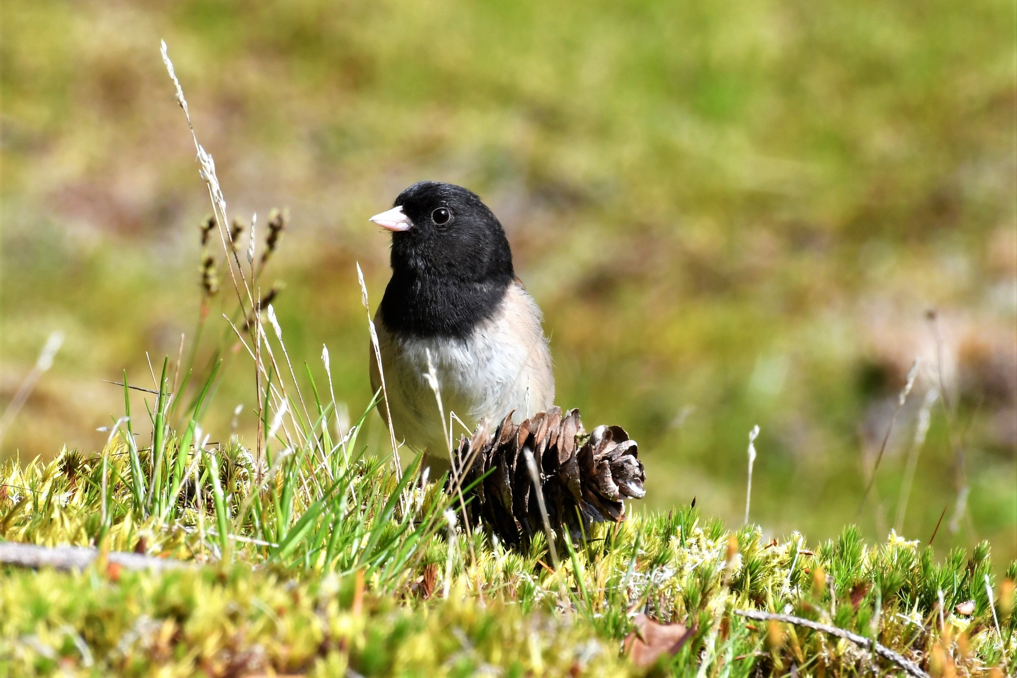 field, washington, junco hyemalis, songbird, day, close-up, bird, animals in the wild, plant, vertebrate, nature, outdoors, grass, land, selective focus, HD Wallpaper