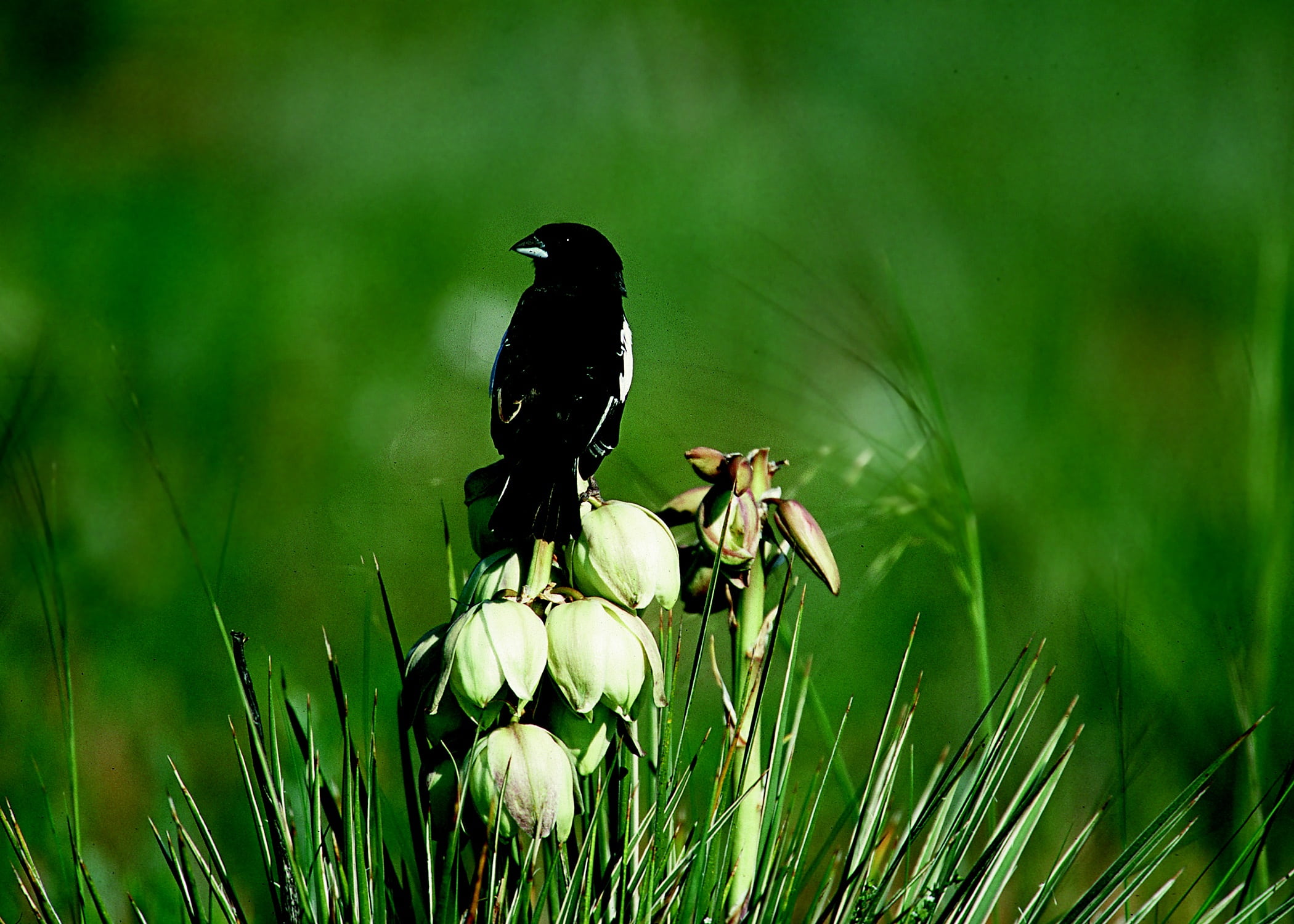 plant, green color, nature, beauty in nature, close-up, wildlife, bird, freshness, perched, animal wildlife, grass, flower, outdoors, land, lark bunting, HD Wallpaper