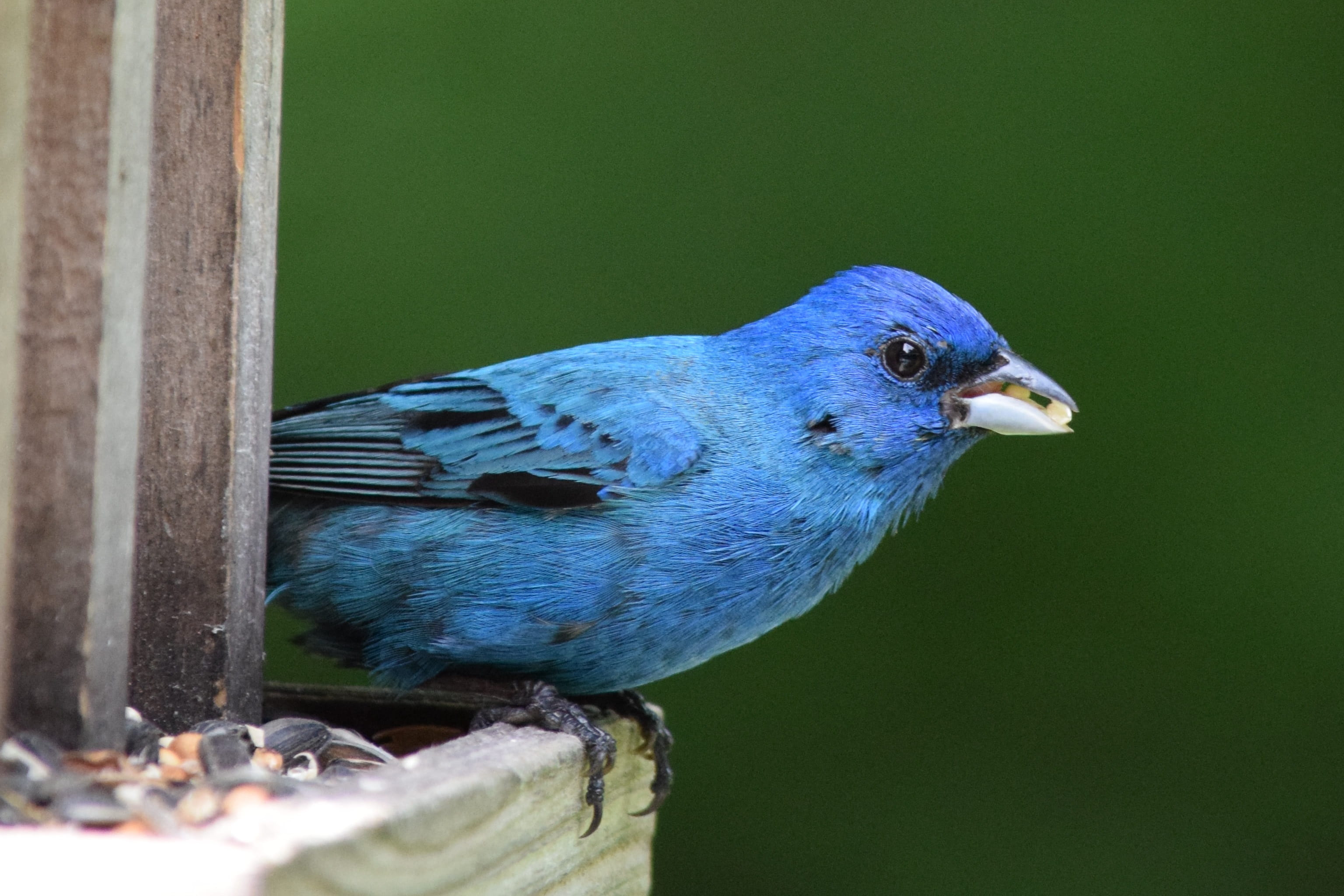 eating, 2K, seed, close-up, animal, beak, blue, nature, focus on foreground, day, black, perching, one animal, animal themes, selective focus, bunting, HD Wallpaper