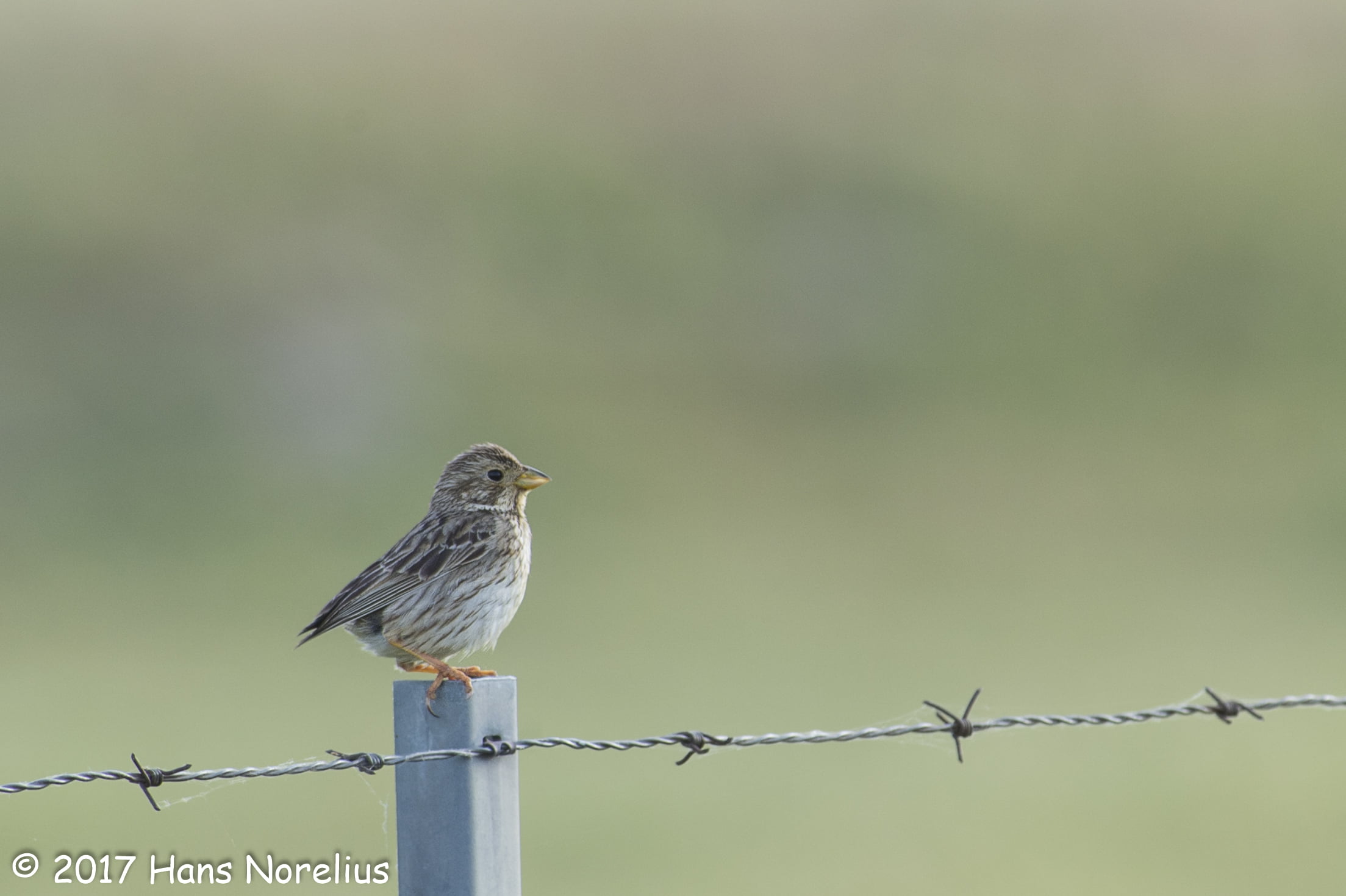 Miliaria calandra, outdoors, animal, Spain, sparrow, bird, Extremadura, white, daytime, Corn Bunting, grey, beak, 1080P, feather, fence, wildlife, nature, HD Wallpaper