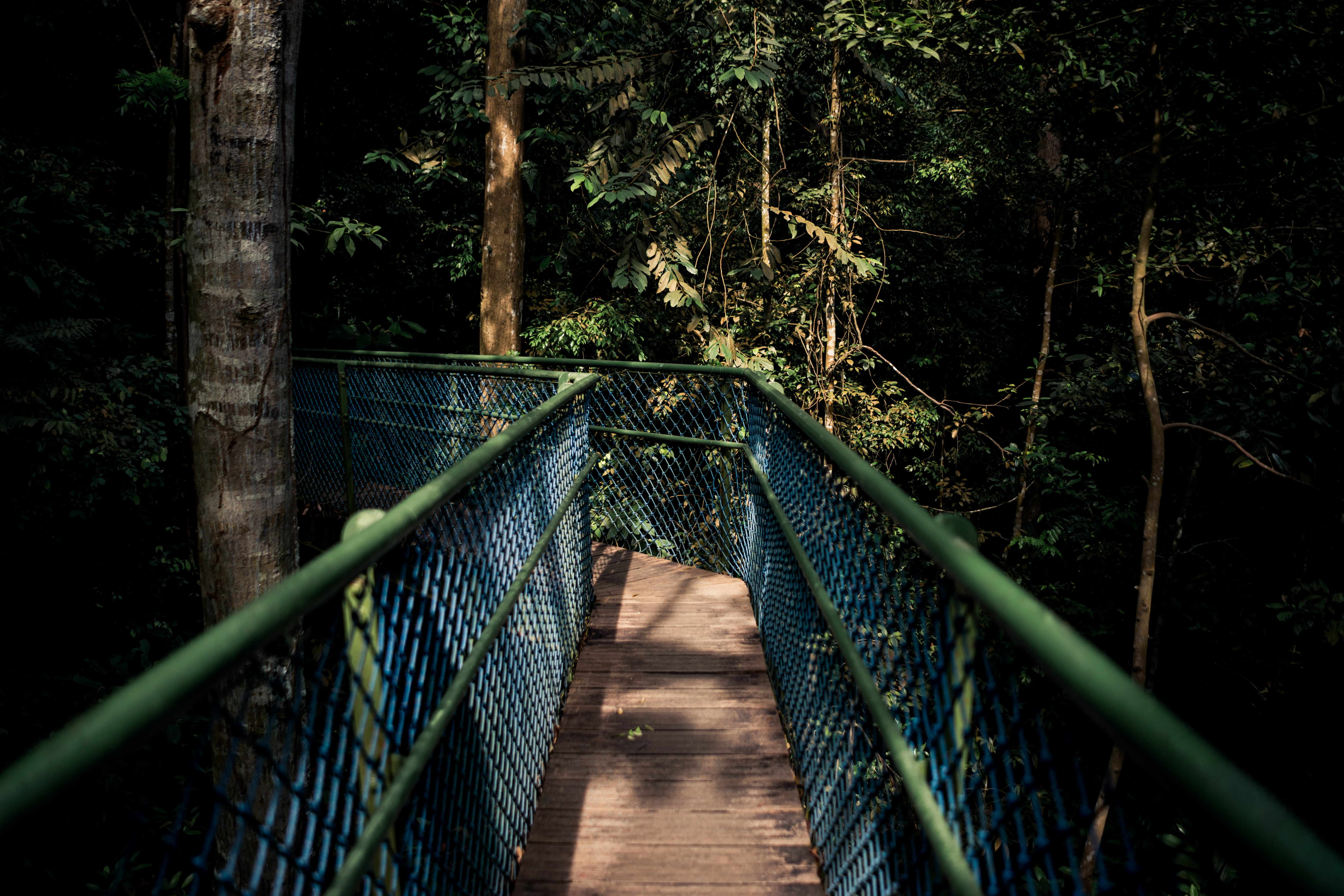 tree, no people, land, direction, plant, trail, path, walkway, porch, wood, garden, forest, house, suspension bridge, rope bridge, diminishing perspective, HD Wallpaper