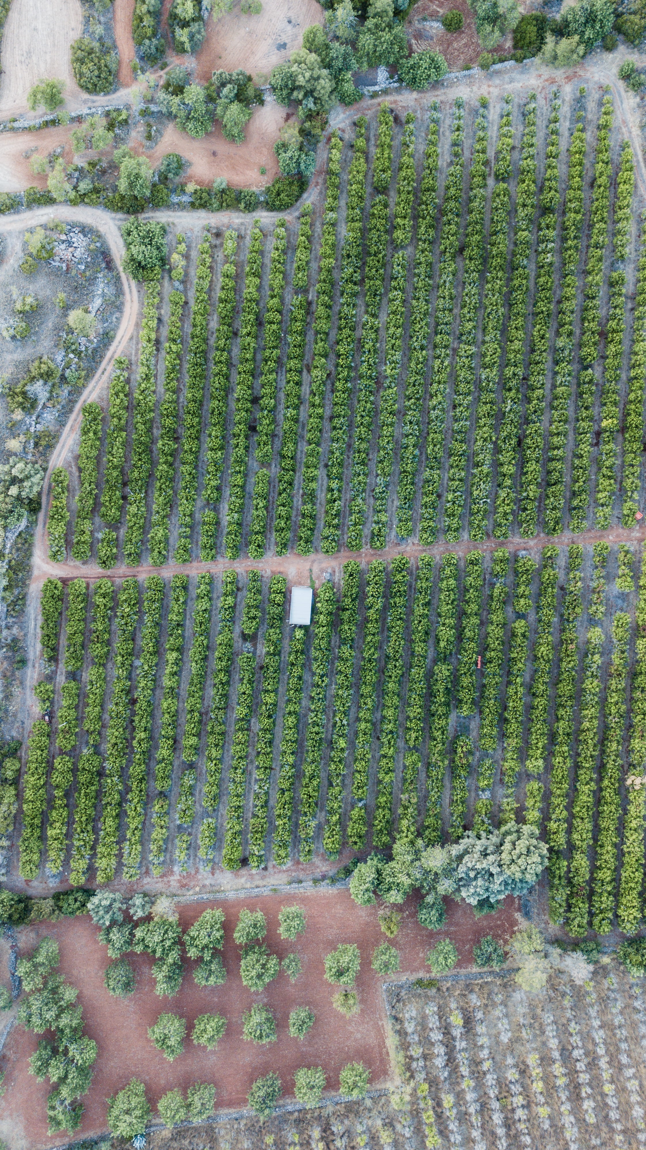 agriculture, plantation, dronecapture, farm, environment, portugal, 4K, pattern, landscape, outdoors, dji, rural, high angle view, plant, photo, trees, Phone HD Wallpaper