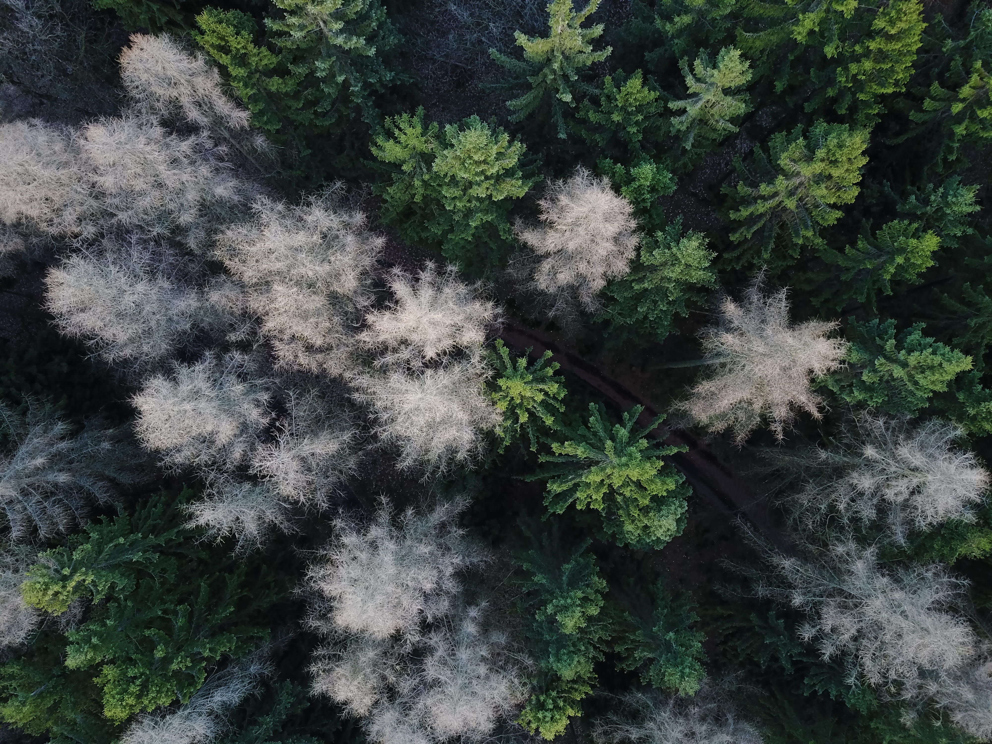 high angle view, green color, djimavic, freshness, explore, drone, fragility, green, white, plant, winter, fir tree, tranquility, germany, kassel, 4K, HD Wallpaper