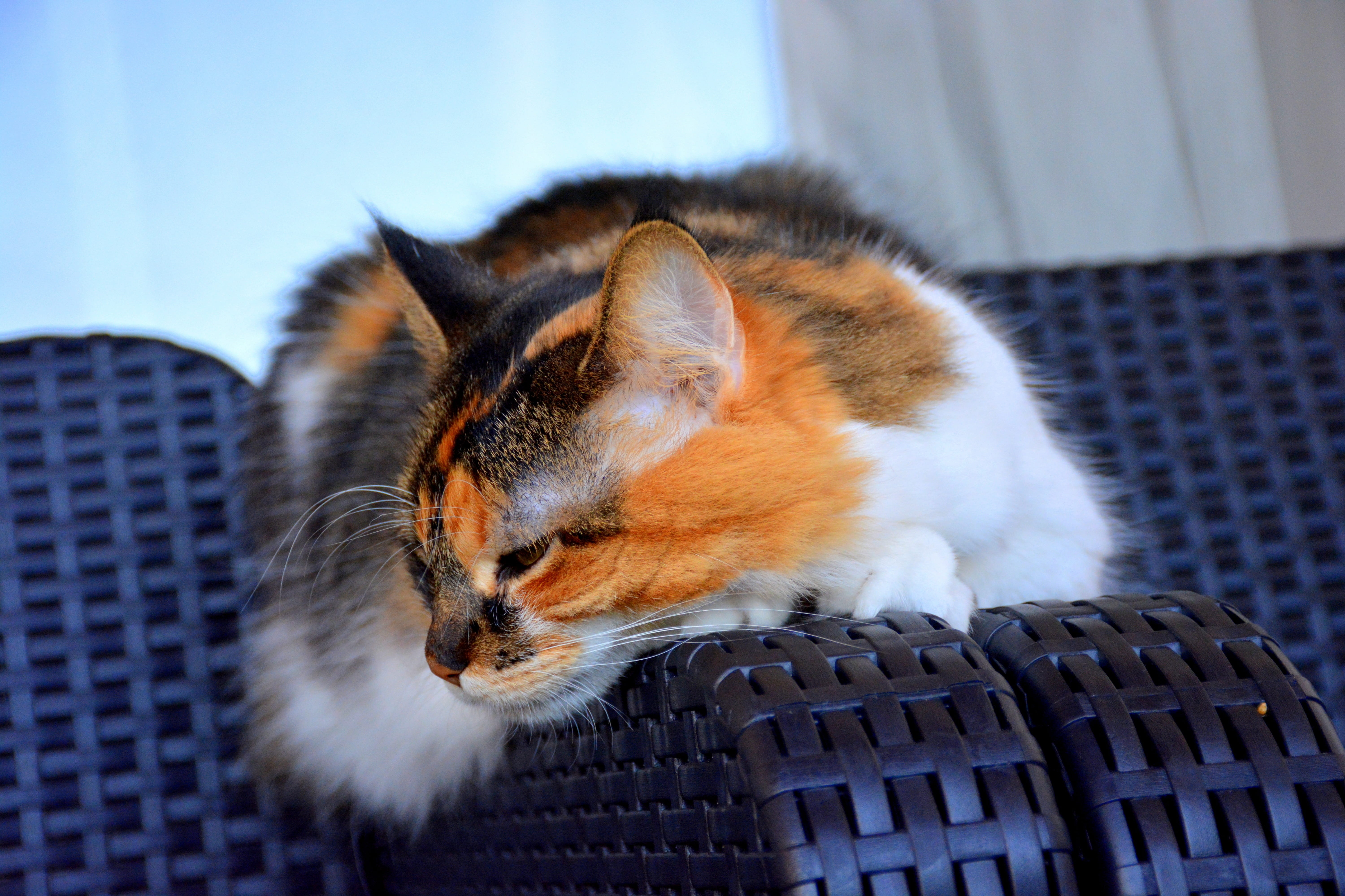animals, domestic animals, kitten, predator, seat, no people, mieze, playful, 5K, tiger, animal, eyes, new caledonia, whisker, pets, domestic, relaxation, HD Wallpaper