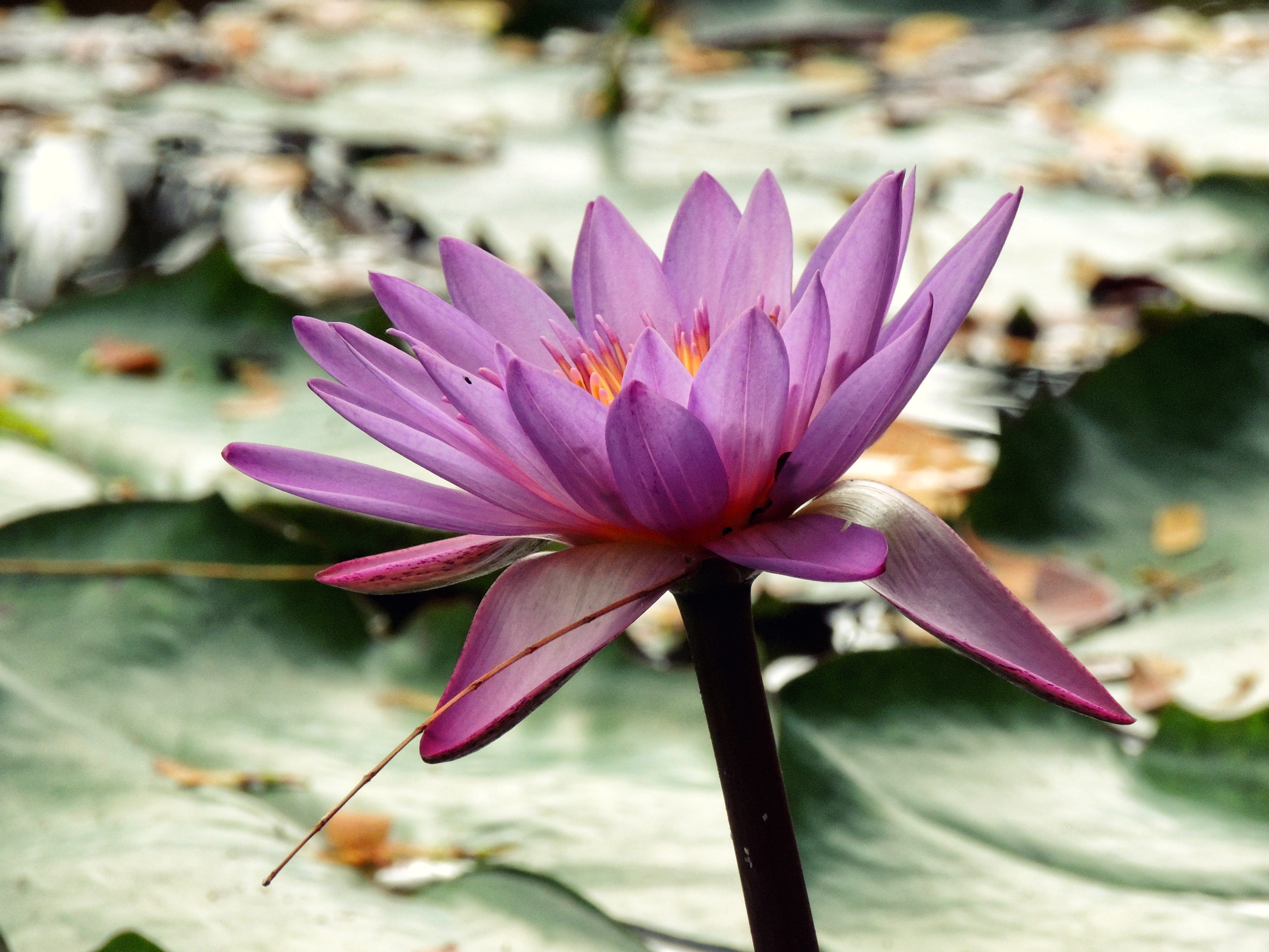 leaf, purple, inflorescence, flowering plant, 4K, lotus water lily, fragility, nature, flower head, close-up, water lily, pond, new caledonia, flower, HD Wallpaper