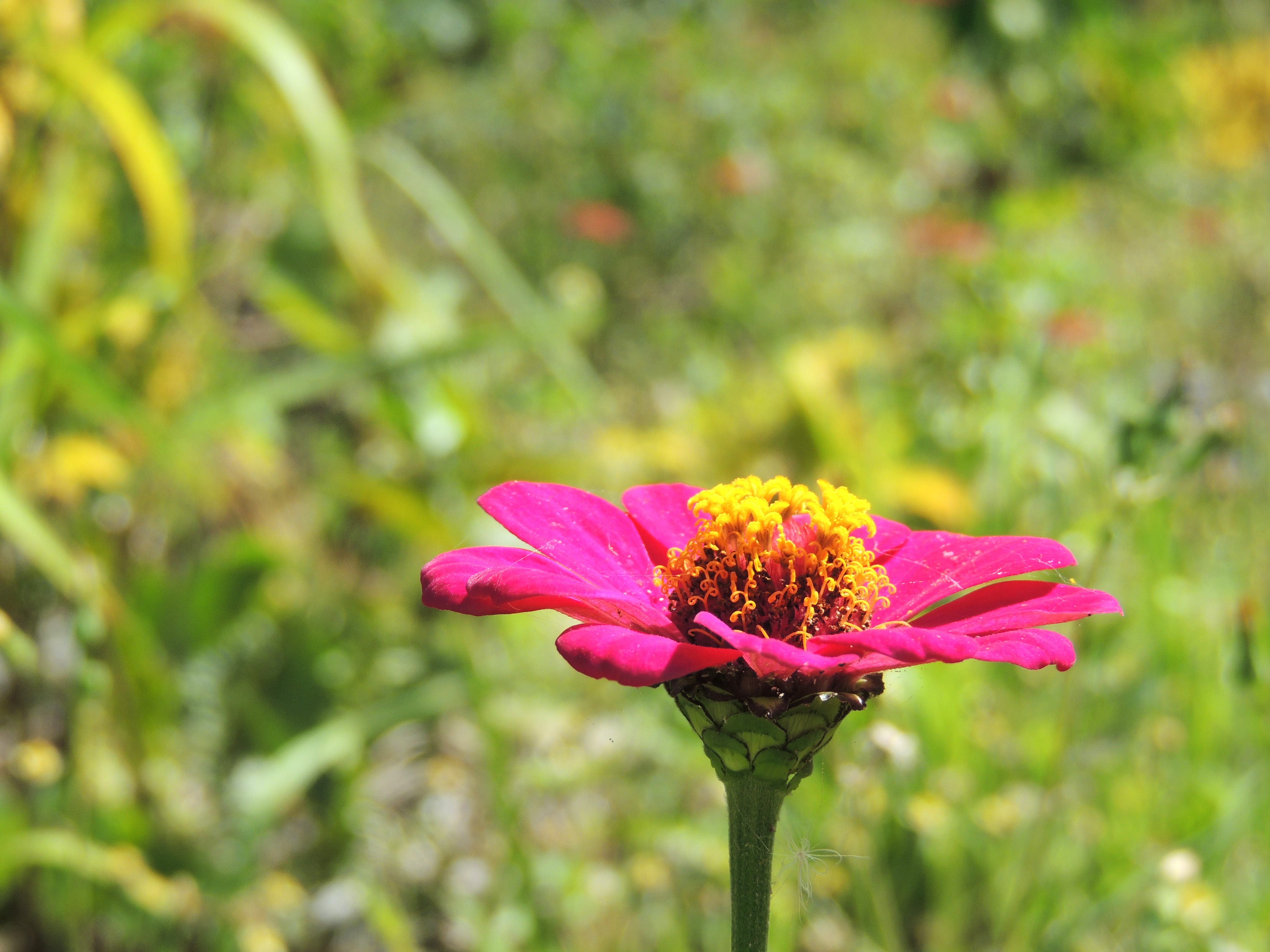 vulnerability, flowering plant, pollen, freshness, nature, color, no people, flower, outdoors, mare, beauty in nature, close-up, focus on foreground, new caledonia, HD Wallpaper