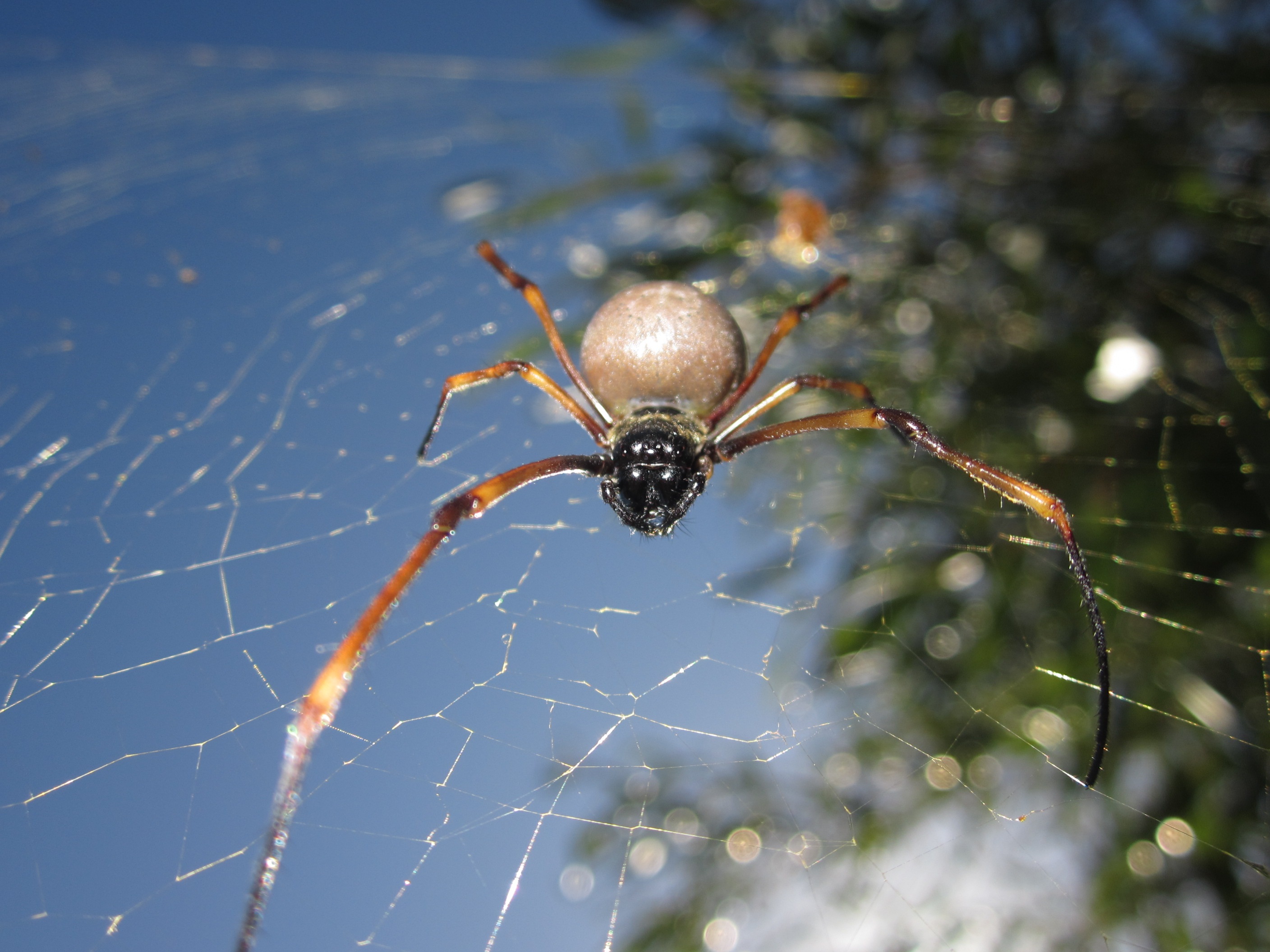 close-up, fragility, invertebrate, nature, new caledonia, animals in the wild, day, arachnid, insect, one animal, animal wildlife, spider web, selective focus, HD Wallpaper