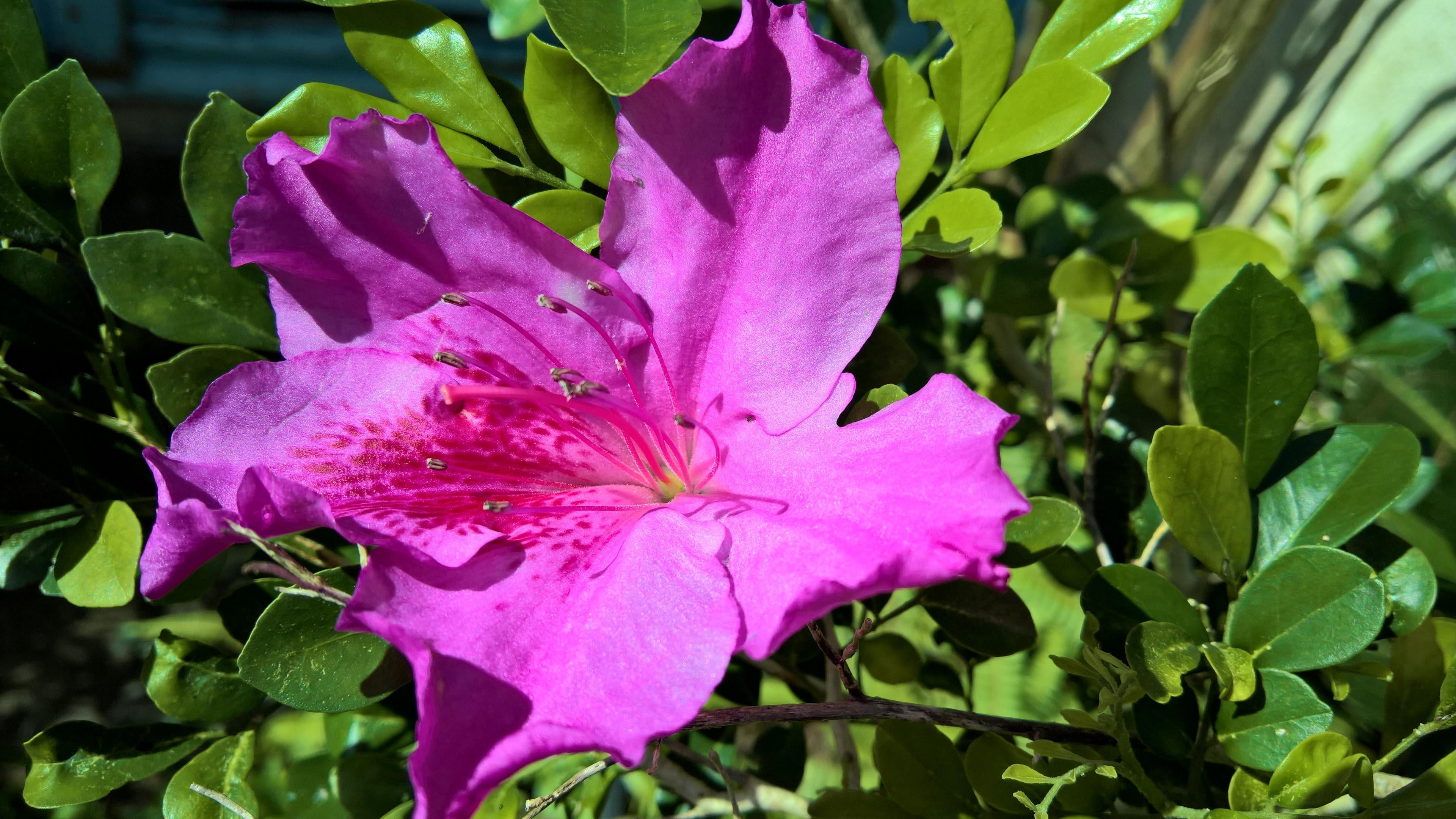 pink color, no people, pollen, nature, day, leaf, freshness, fragility, flowering plant, new caledonia, beauty in nature, plant part, vulnerability, flower head, HD Wallpaper