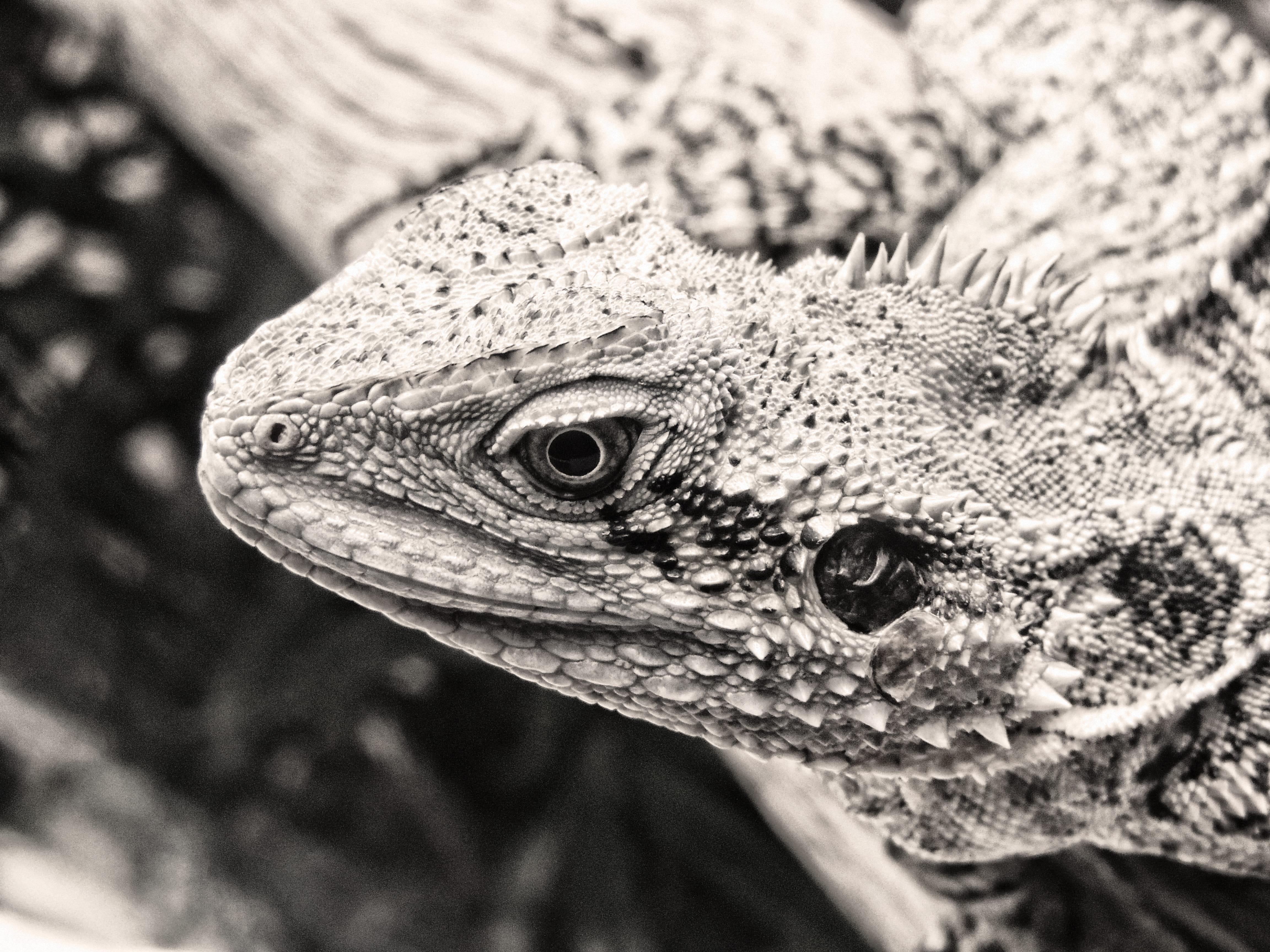 bearded dragon, animal scale, iguana, side view, outdoors, animal head, new caledonia (noumea), animal body part, nature, animal eye, focus on foreground, HD Wallpaper