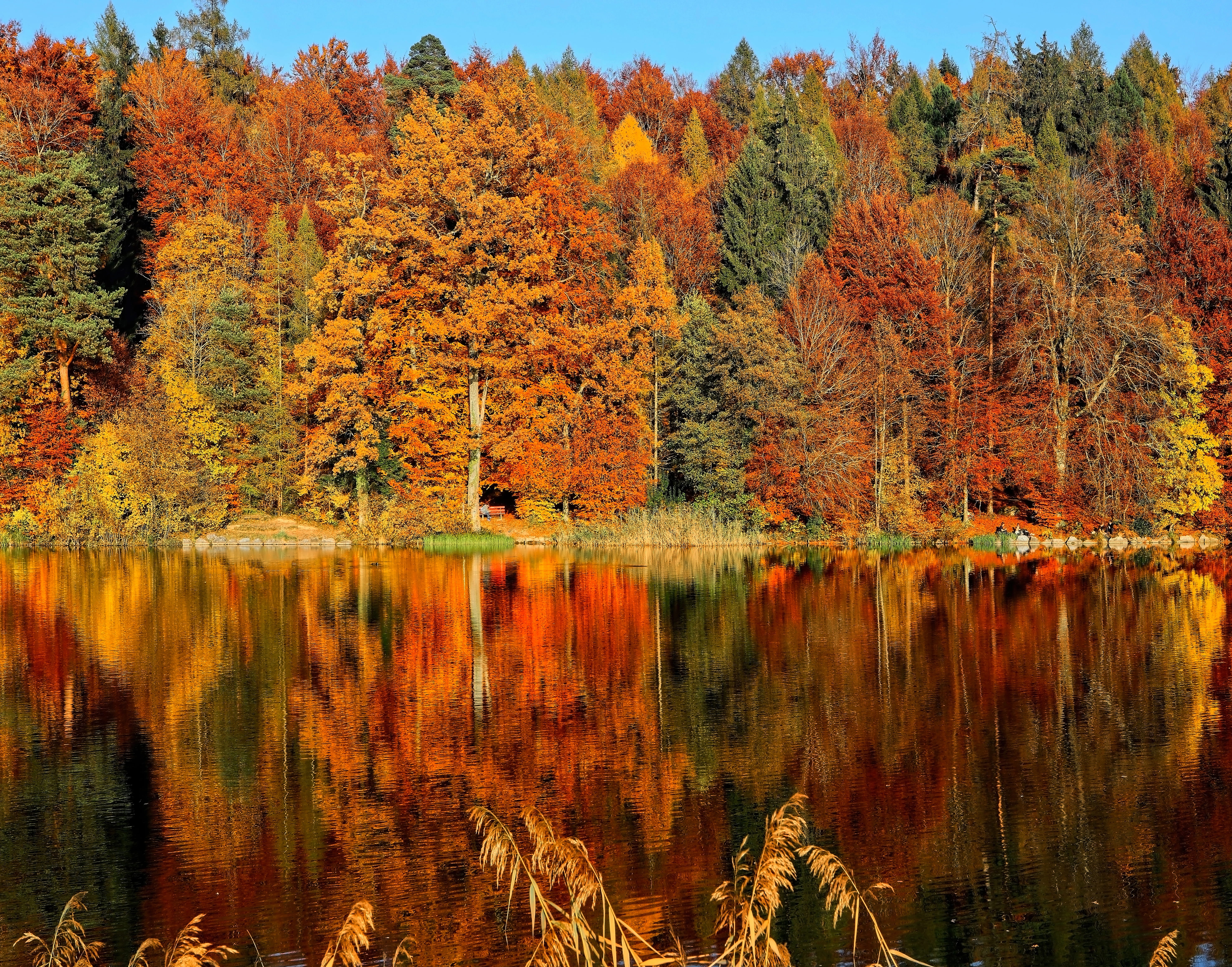 background, plant, sorrounded, change, leaves, reflection, orange, day, 5K, foilage, scenics - nature, waterfront, fall, orange color, beauty in nature, HD Wallpaper