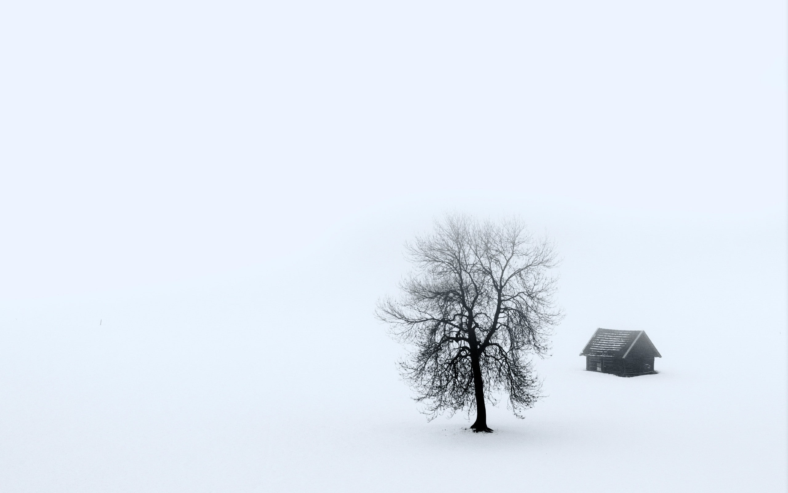 non-urban scene, environment, white, landscape, plant, tree, bare tree, 2K, snow, copy space, outdoors, frozen, sky, white background, branch, cold temperature, HD Wallpaper