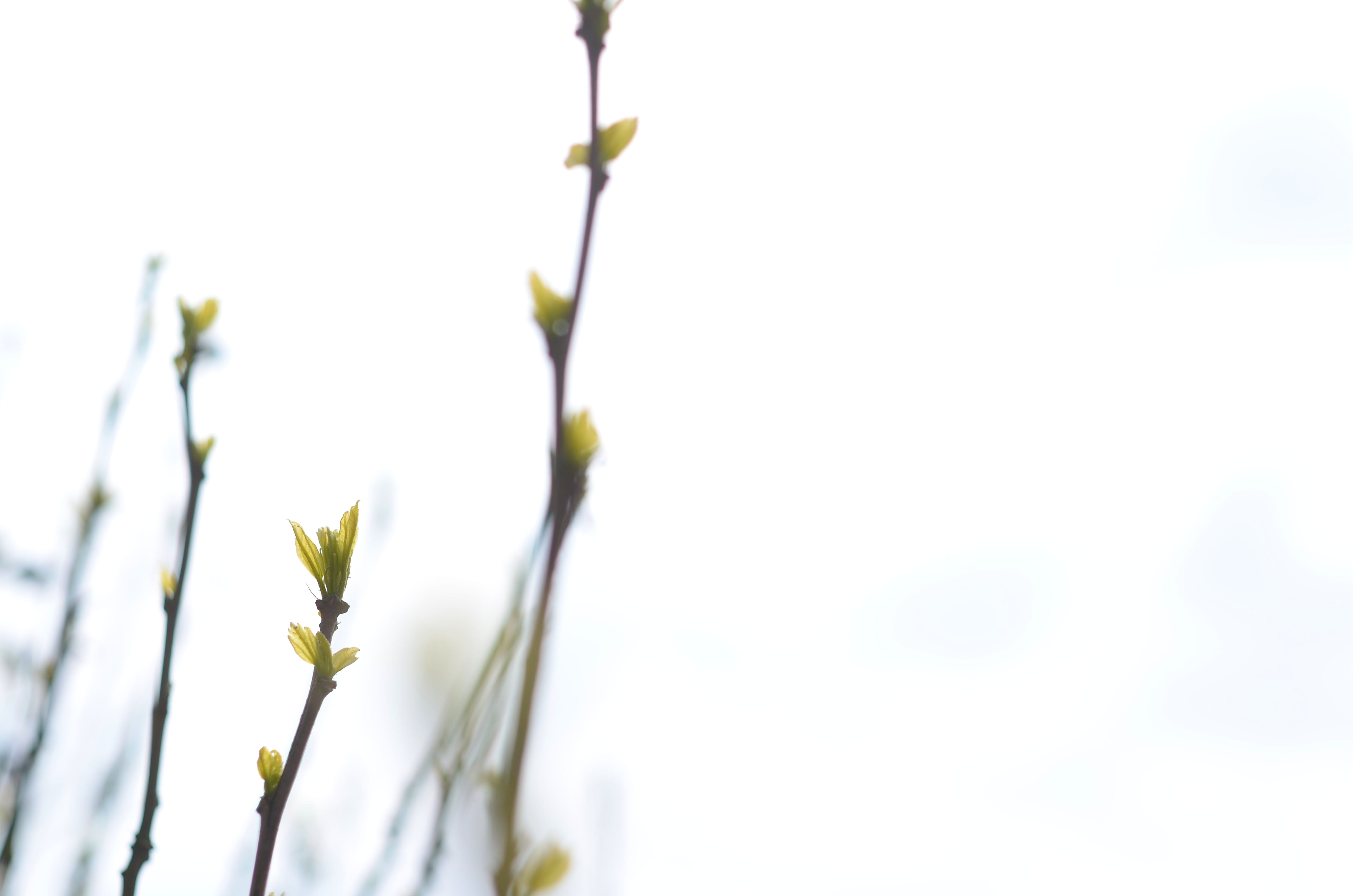 netherlands, day, fragility, nature, outdoors, focus on foreground, tranquility, green color, gelderland, freshness, beauty in nature, close-up, selective focus, HD Wallpaper