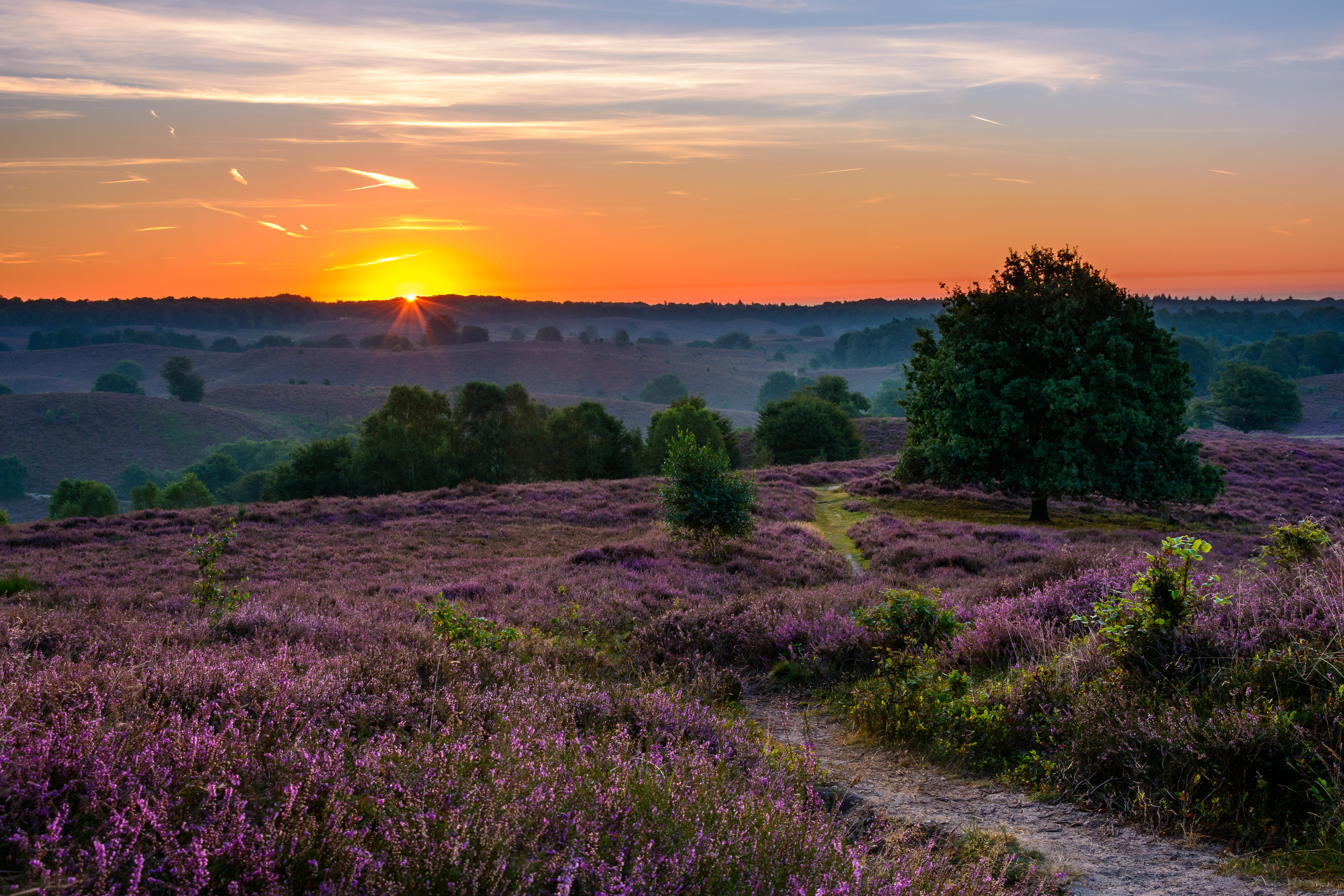meadows, Gelderland, National Park Veluwezoom, Veluwezoom National Park, path, Netherlands, trees, sunset, Heather, 5K, Posbank, HD Wallpaper