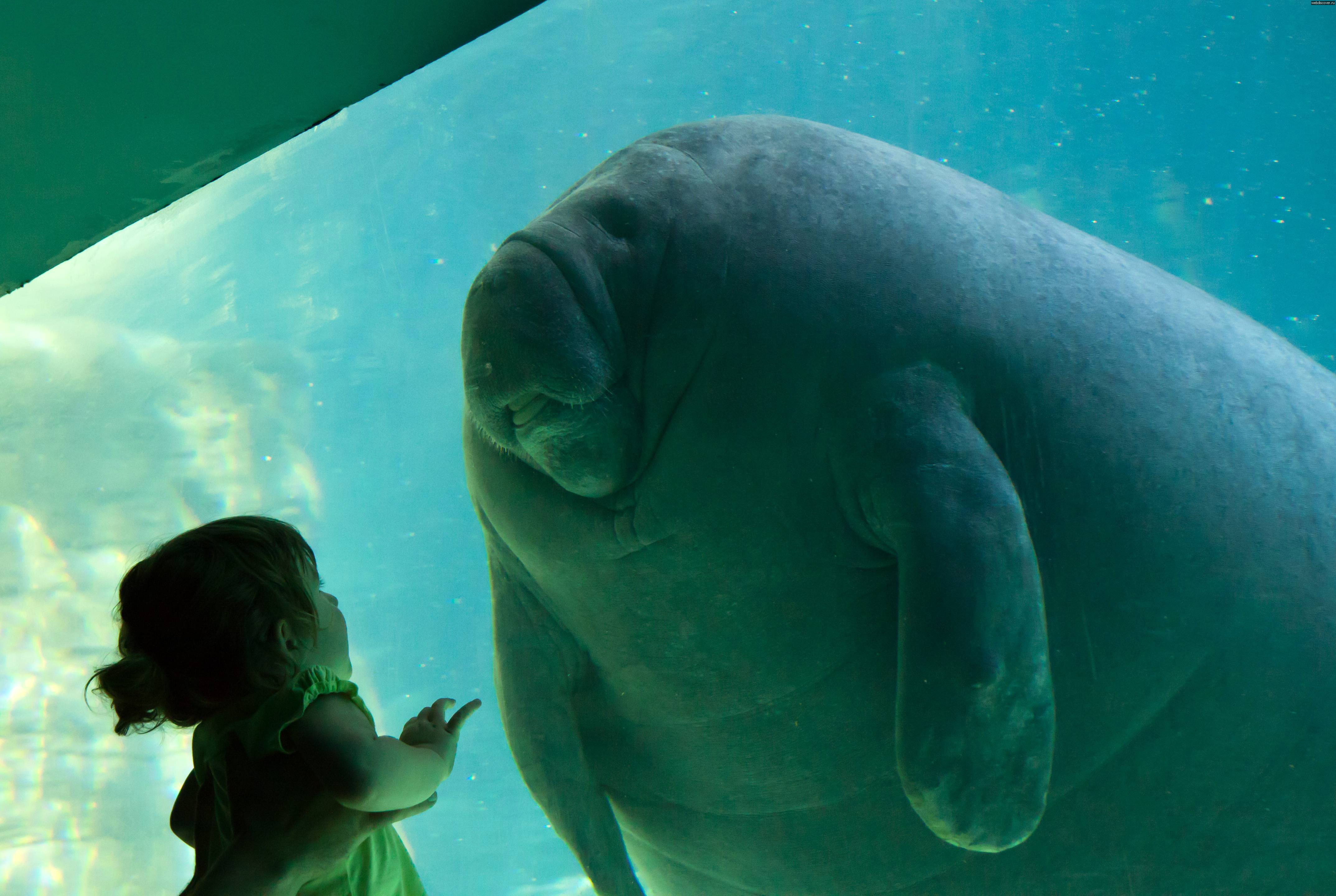 Homo sapiens, manatee, girl, contact, 4K, Trichechus, HD Wallpaper