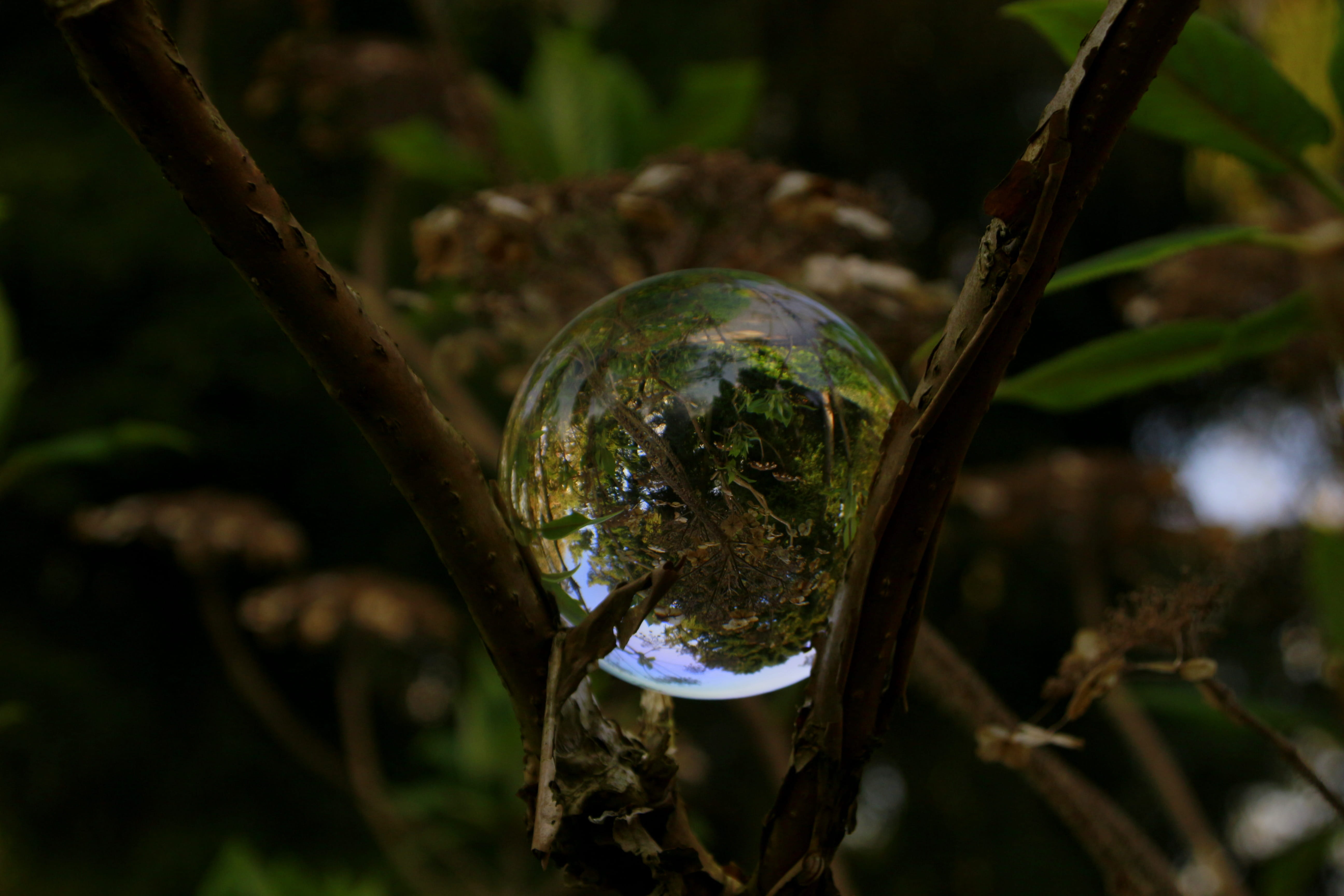 crystal ball, reflection, green color, beautiful, land, branch, landscape, mirroring, vulnerability, plant, tree, no people, nature, sphere, ball, glass ball, HD Wallpaper