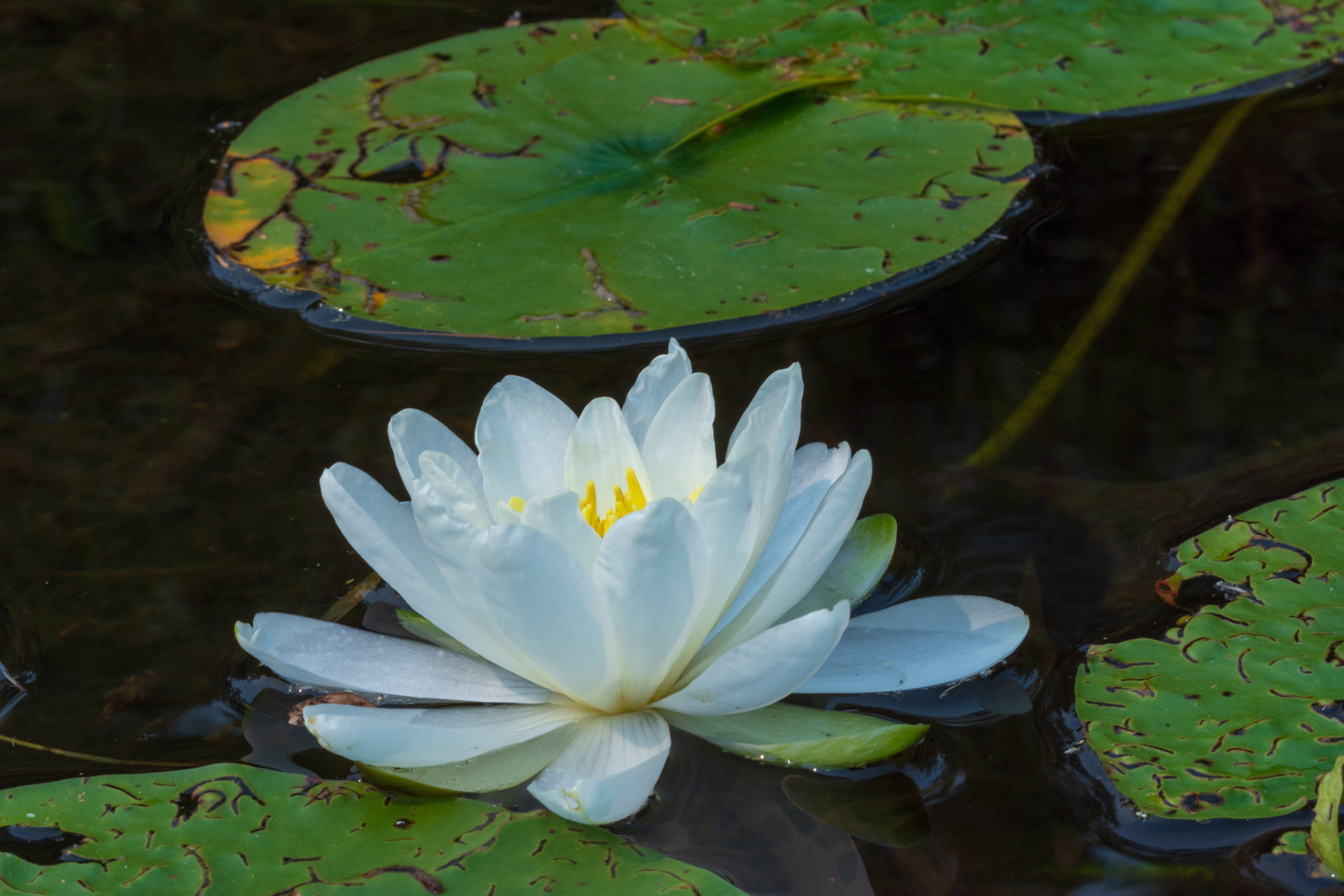 leaves, nature, reflections, floating on water, lake, lotus water lily, flowering plant, growth, no people, beauty in nature, vulnerability, close-up, freshness, HD Wallpaper