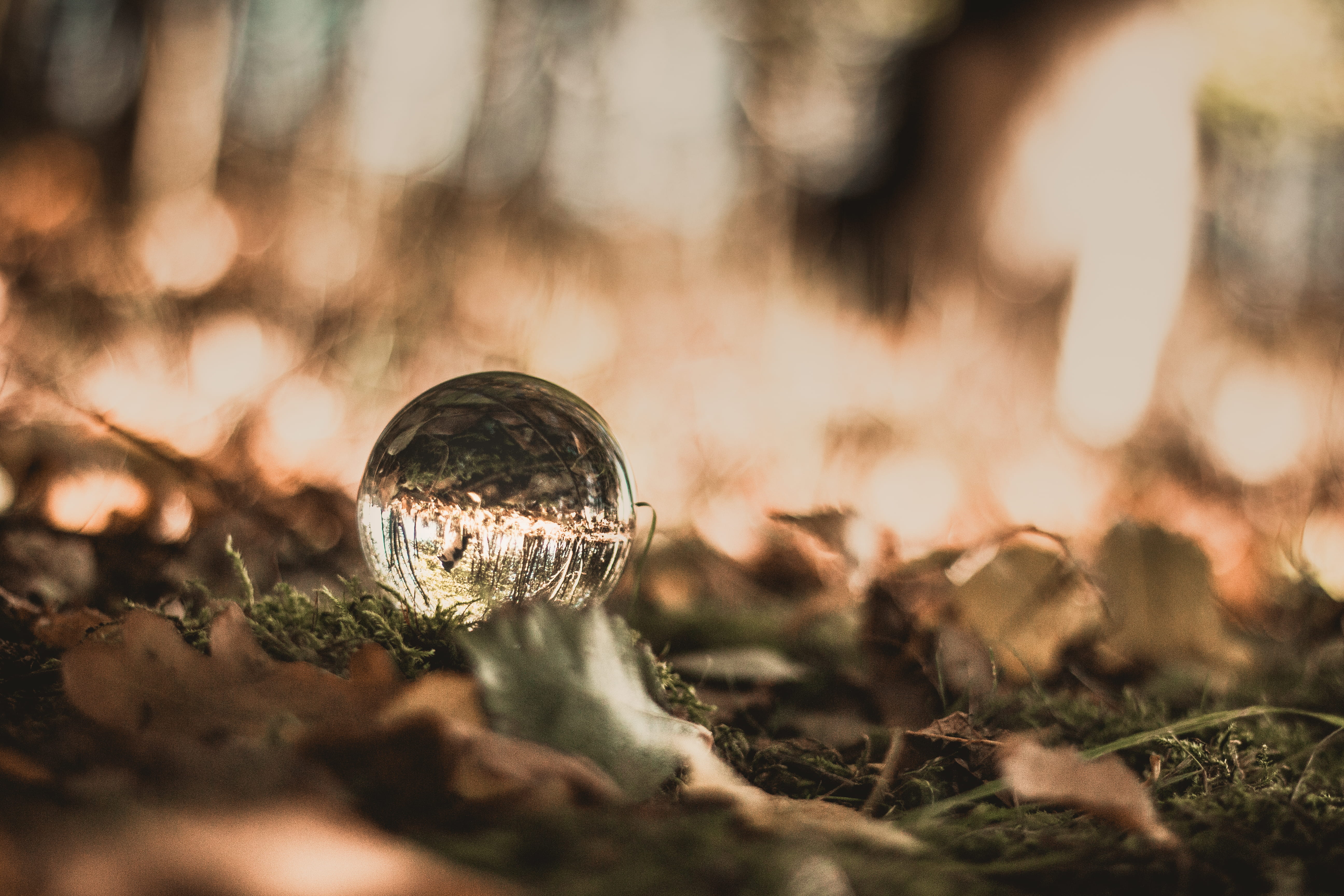 no people, beauty in nature, woods, selective focus, fall, tree, plant, walk, field, animal wildlife, 5K, trees, forest, autumn, sunlight, dog, outdoors, HD Wallpaper