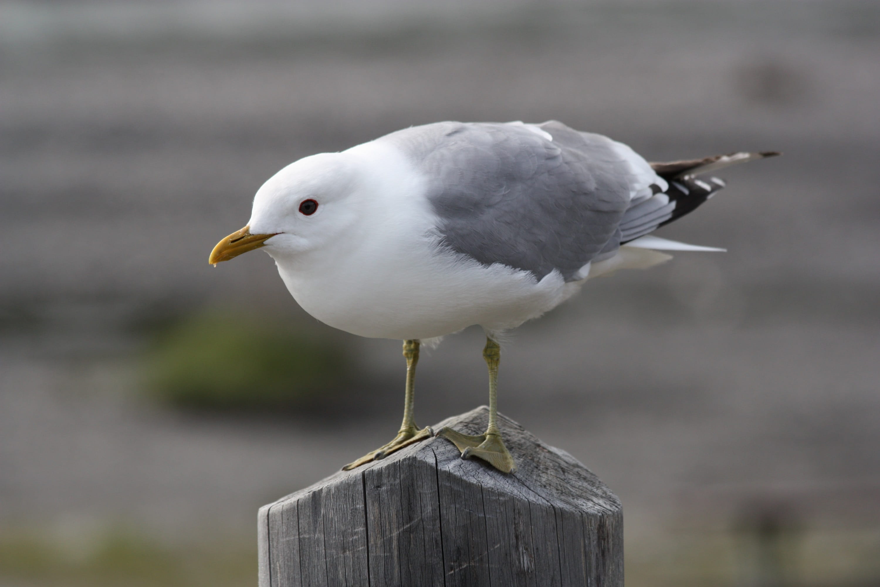day, animal, animals in the wild, post, gull, macro, focus on foreground, nature, wooden post, beak, hannawacker, wildlife, white color, perched, wood - material, HD Wallpaper