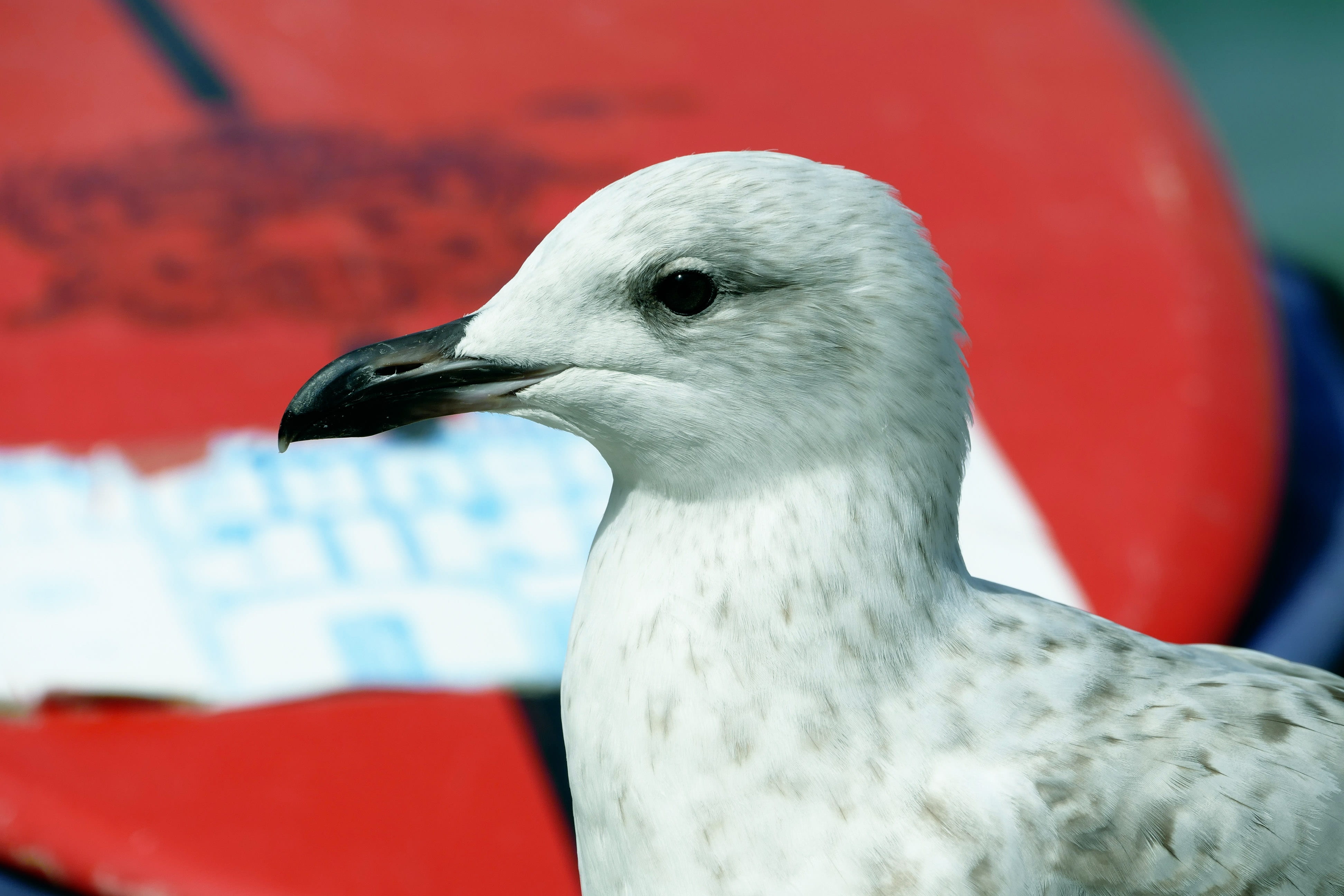 4K, shore, coastal, gull-billed, headed, seaside, vertebrate, beak, blue, sky, wing, chroicocephalus, sea, water, ocean, landscape, orientation, feather, HD Wallpaper