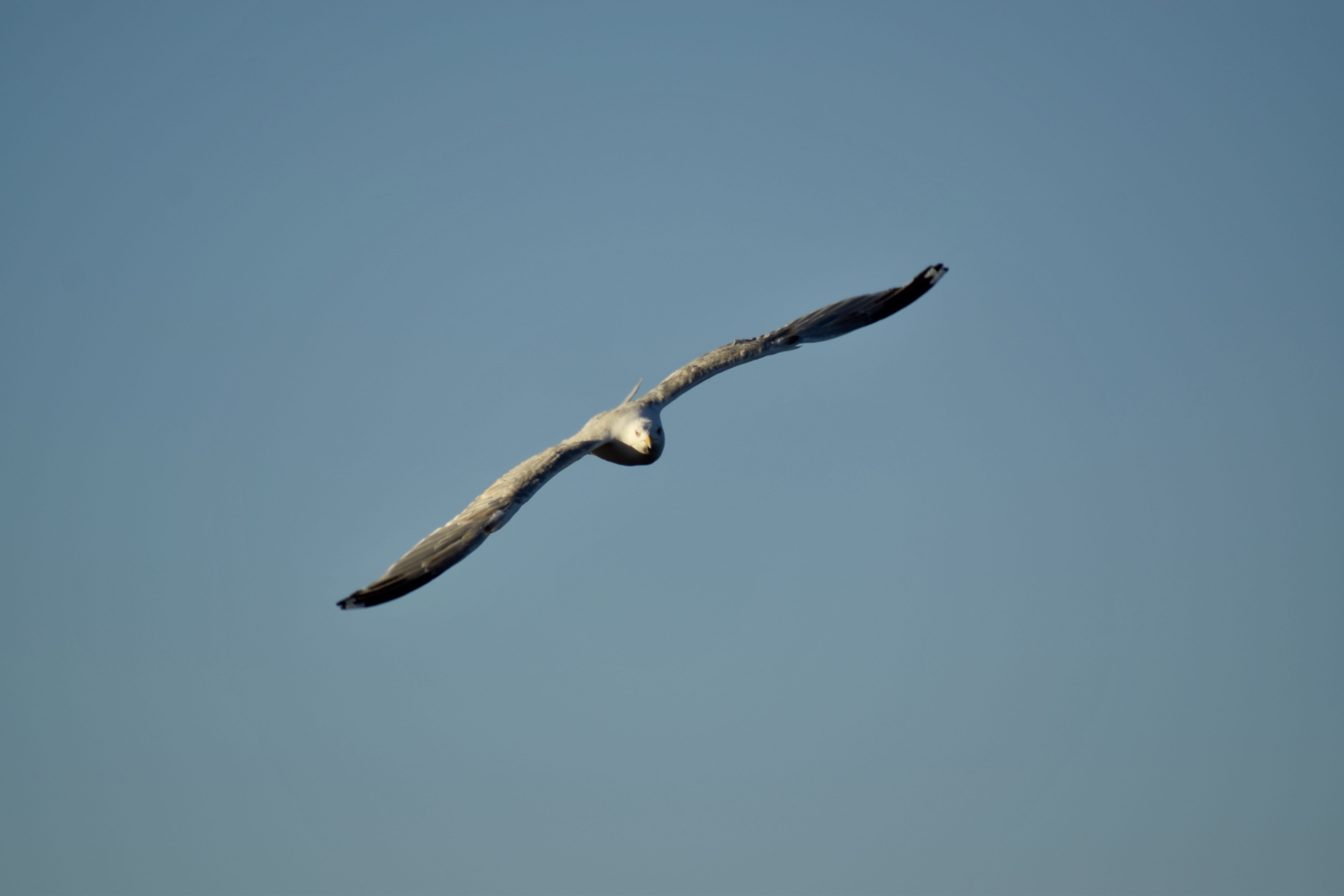 clear sky, animal themes, low angle view, Mew Gull, outdoors, 5K, one animal, day, mid-air, no people, Sea Bird, nature, animals in the wild, sky, animal, HD Wallpaper