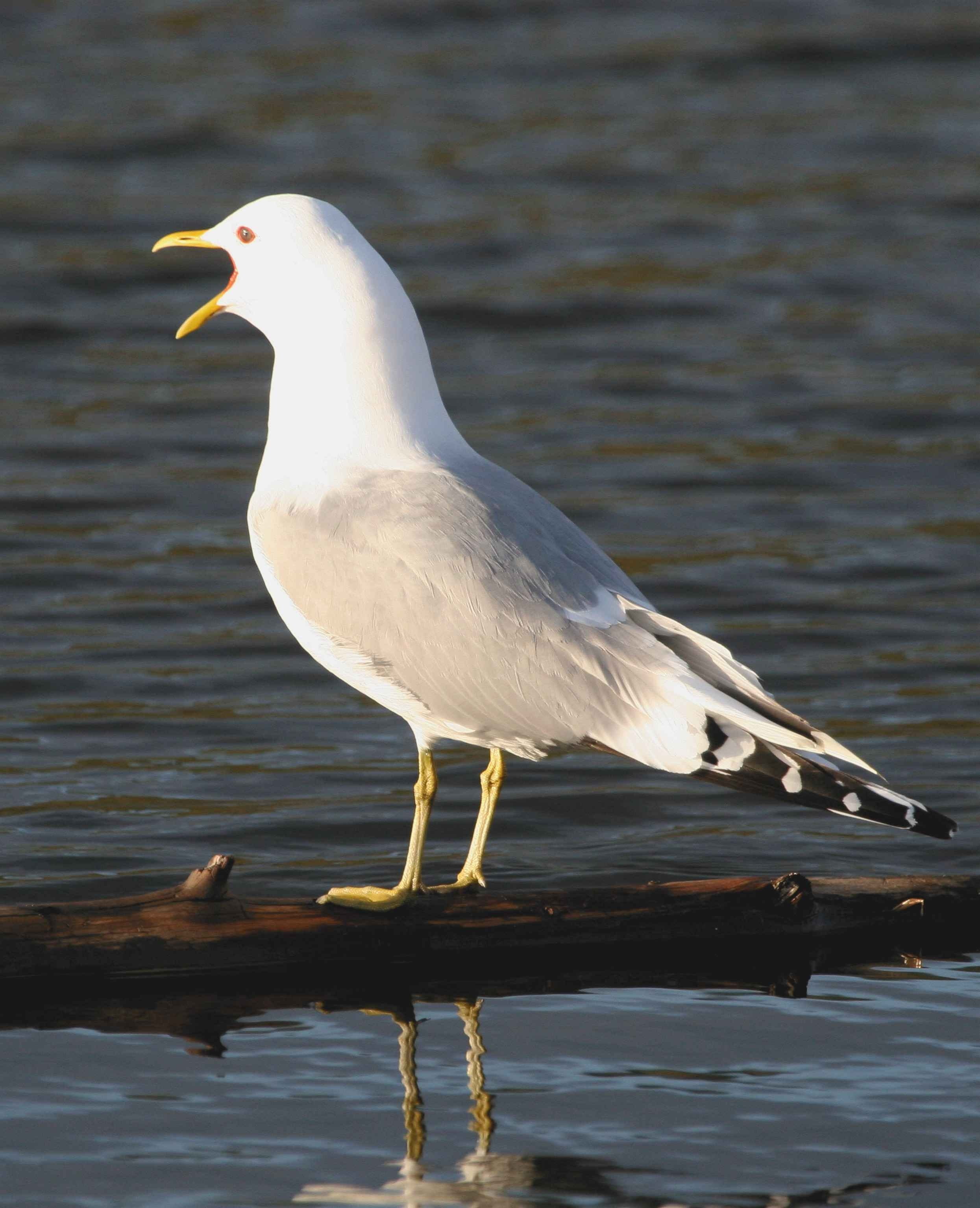 perching, 2K, nature, animal wildlife, water, Calling, Mew, animal, animal themes, animals, vertebrate, Gull, Larus, birds, lake, day, white color, waterfront, Phone HD Wallpaper