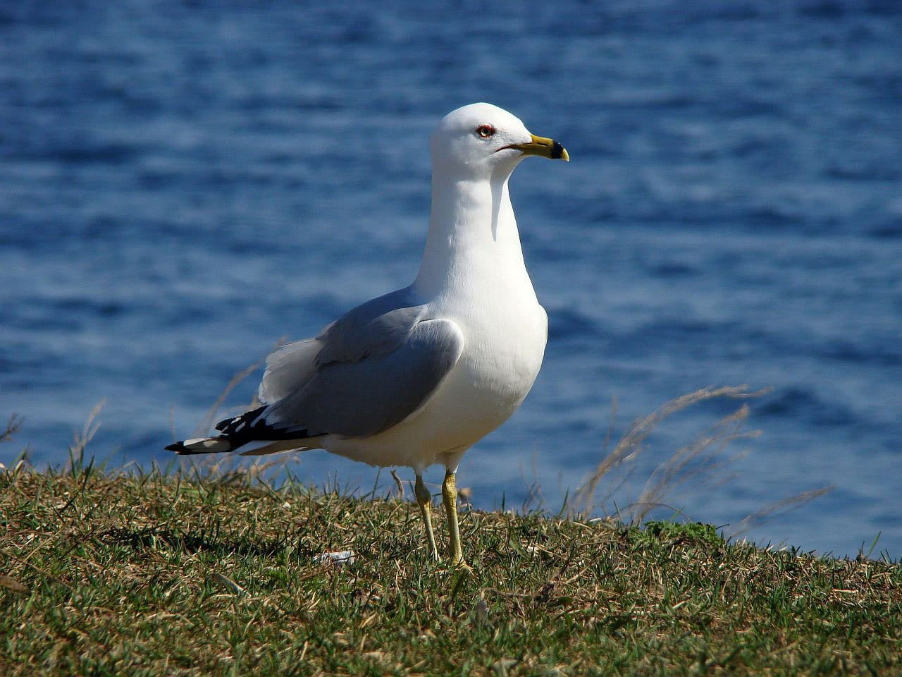 water, Laridae, animal themes, animals in the wild, vertebrate, no people, sea, 720P, day, Bird, nature, land, animal wildlife, focus on foreground, beach, HD Wallpaper