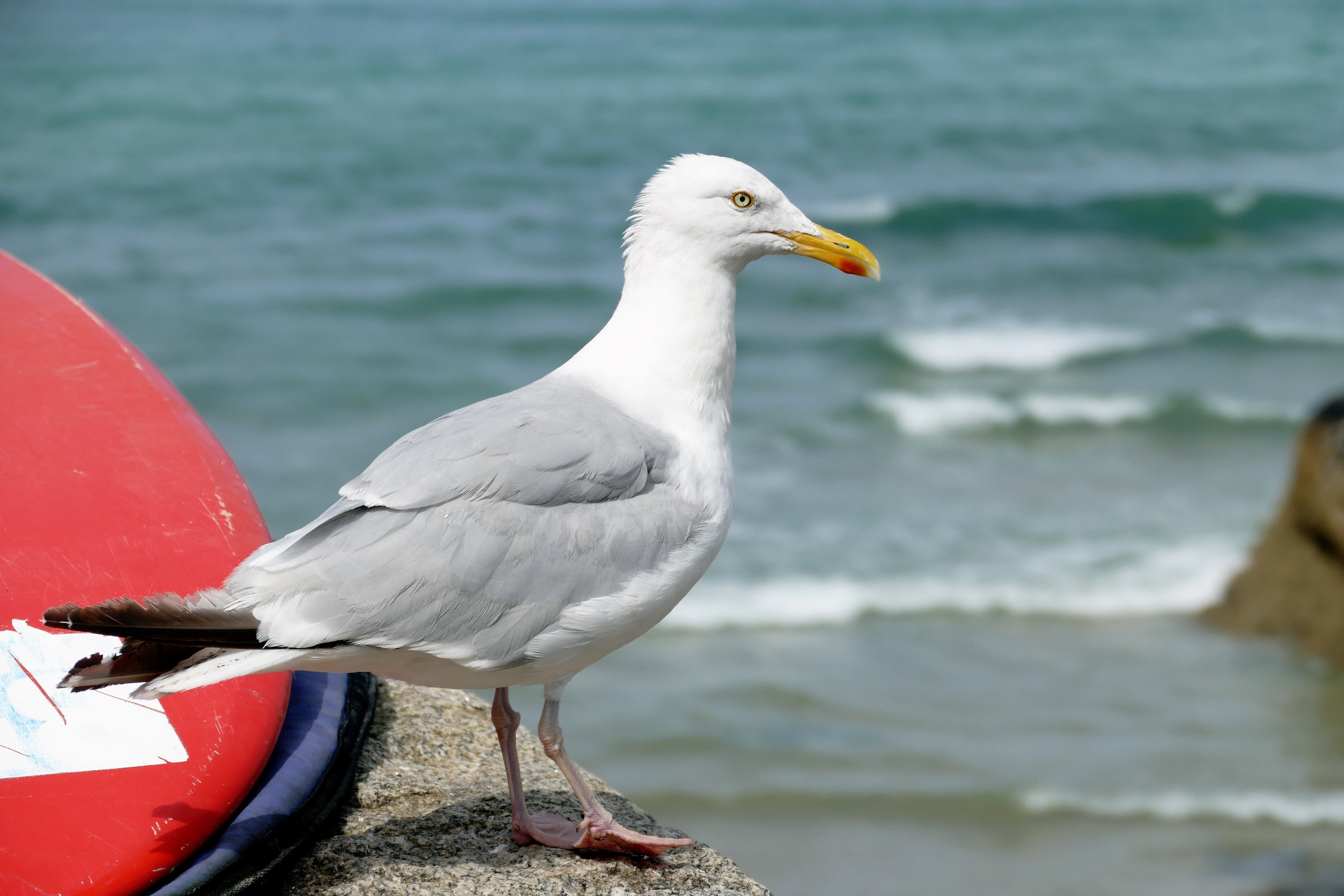 sea, bird, seagull, gull, fly, one animal, outdoors, wild, 4K, animal wildlife, ocean, flying, white, nature, animals in the wild, orientation, blue, seabird, HD Wallpaper