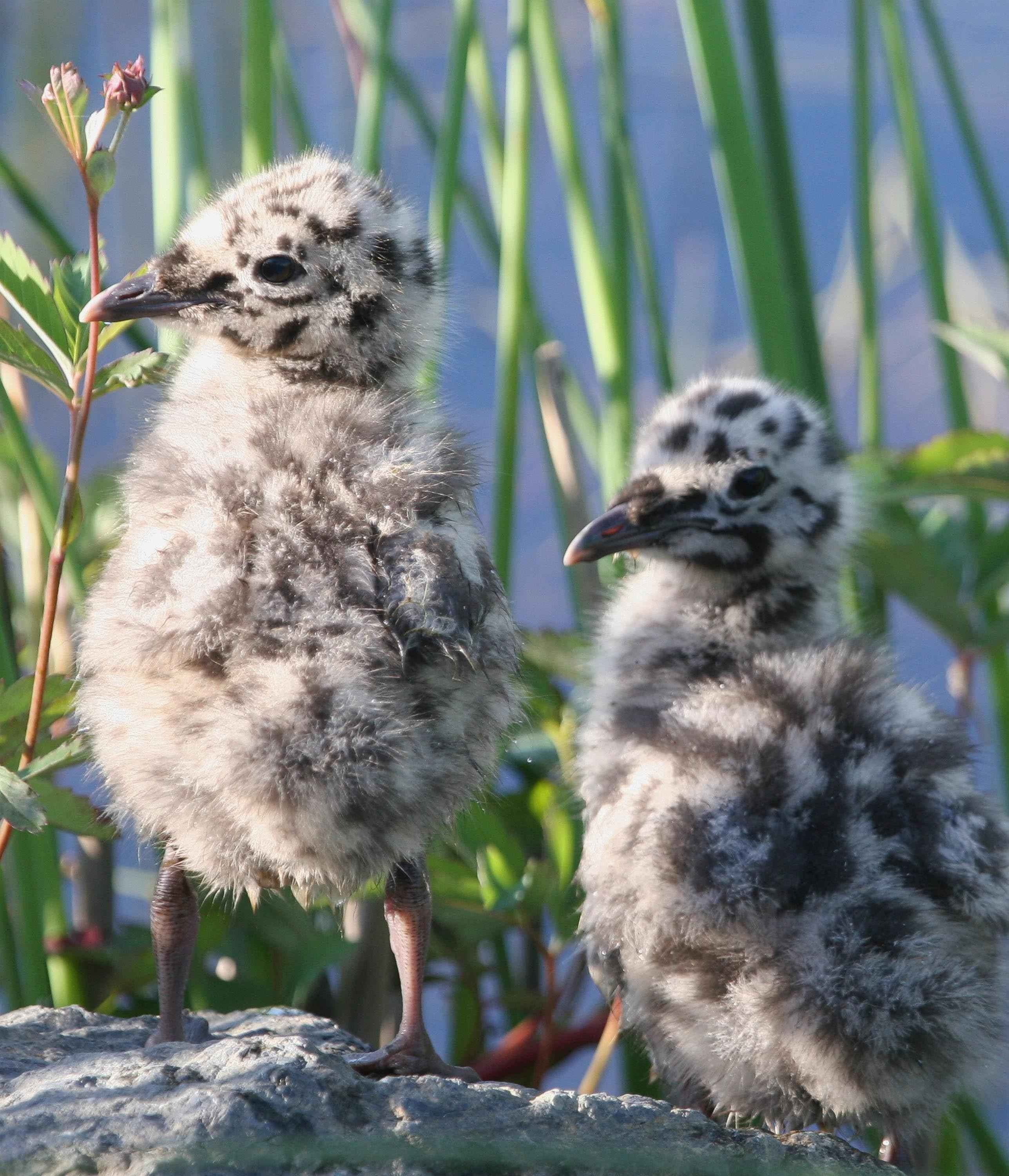group of animals, nature, animals in the wild, young animal, canus, animal wildlife, bird, animal, animals, mew, vertebrate, two animals, close-up, chicks, Phone HD Wallpaper