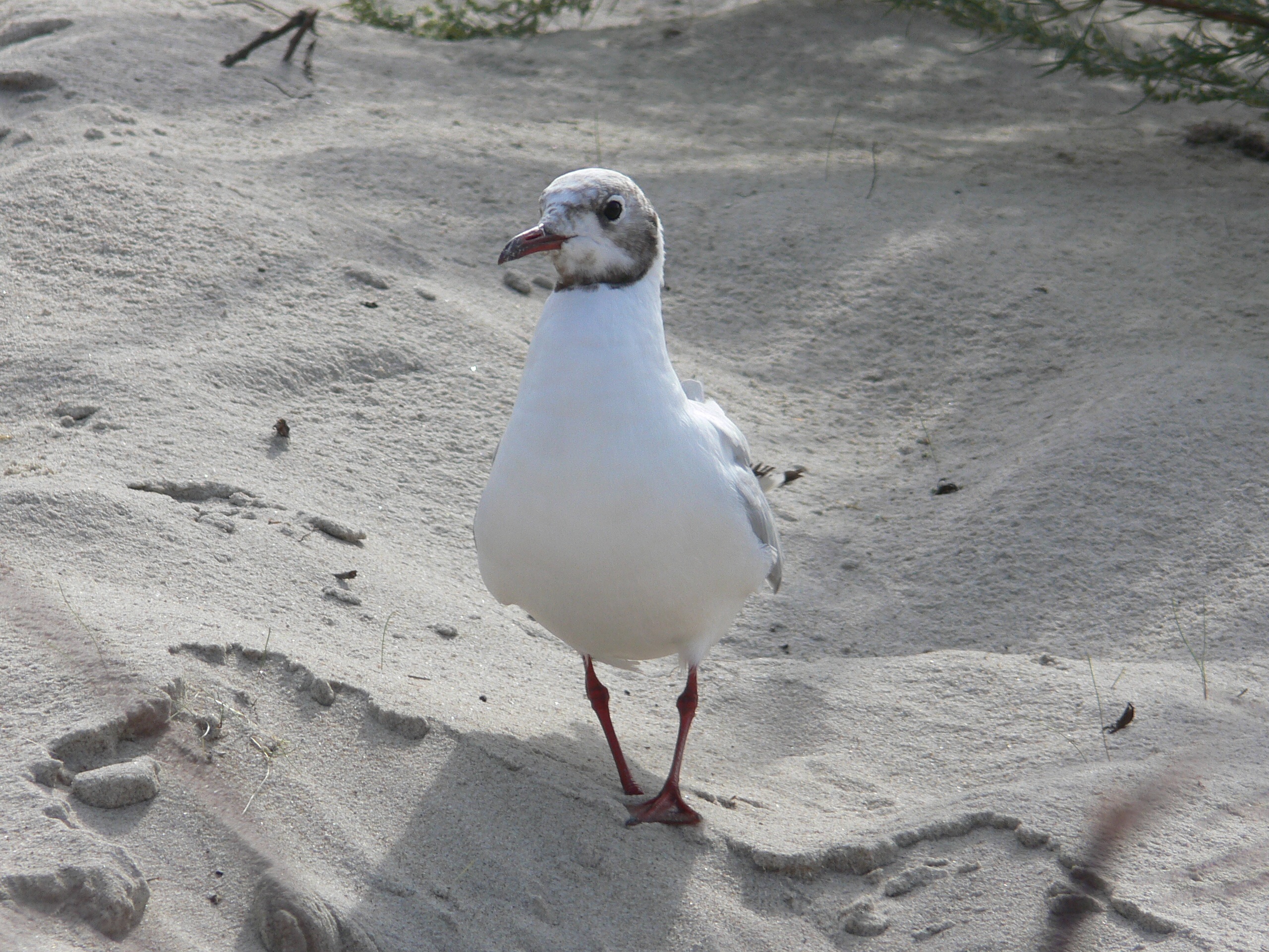 vertebrate, beach, gull, wildlife, land, mew, sunlight, looking, day, no people, seabird, nature, animal, sea, white color, shadow, seagull, sand, animal themes, HD Wallpaper