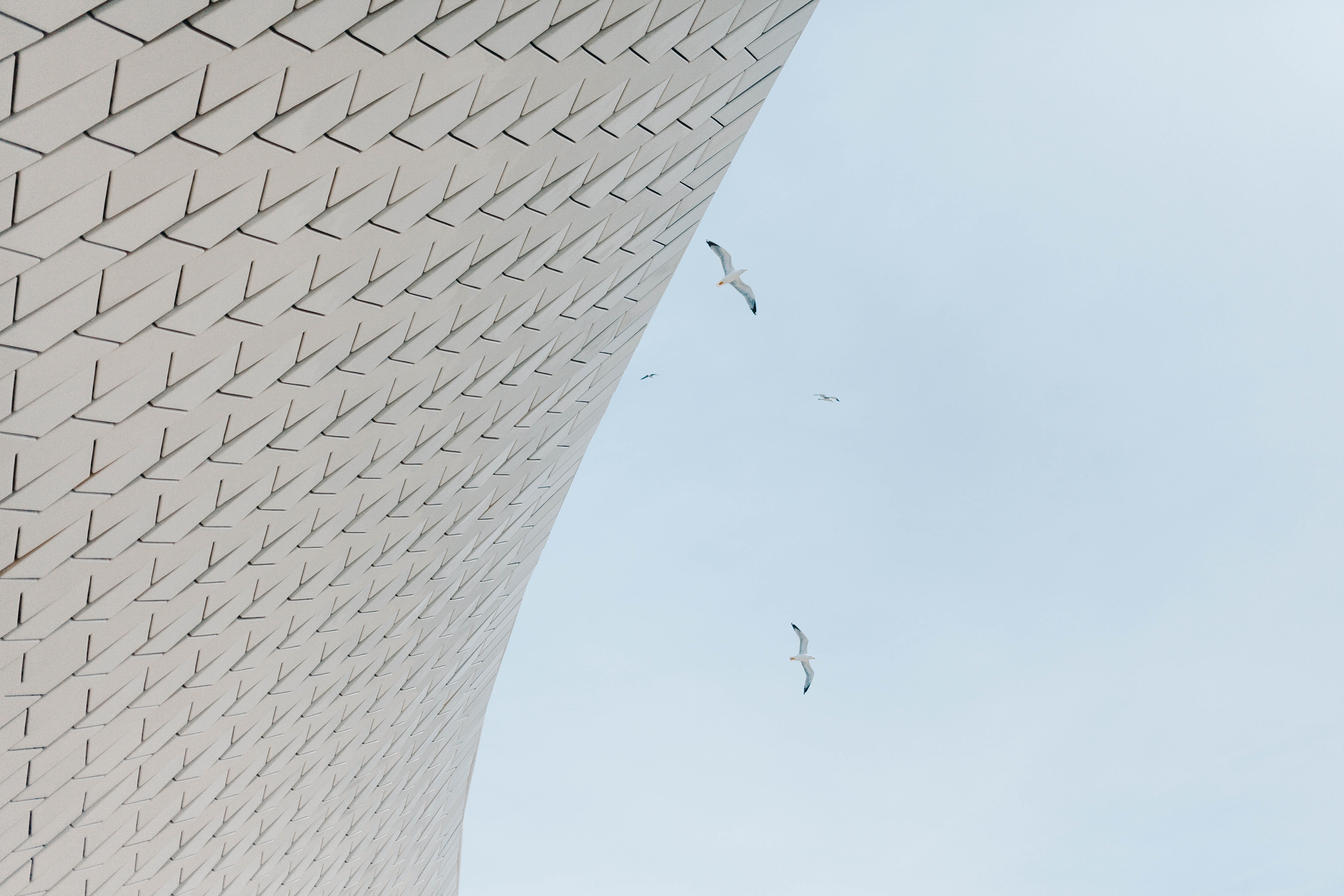 neighborhood, birds, sea mew, mid-air, spread wings, flying, outdoors, nature, animal wildlife, animal themes, vulture, gliding, seagull, low angle view, HD Wallpaper