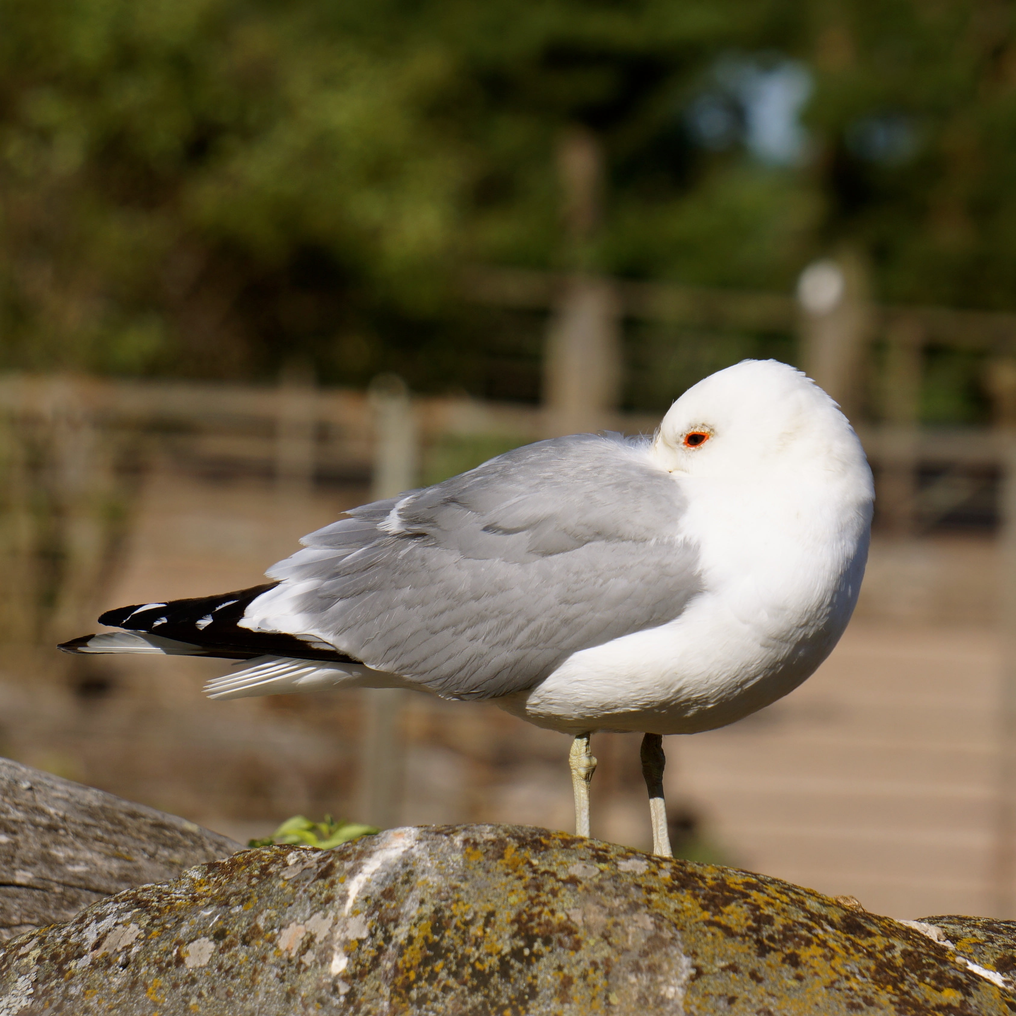 animal themes, outdoors, animals In The Wild, rock, perching, day, wildlife, animal wildlife, under the wing of the nose, one animal, bird, rock - object, Phone HD Wallpaper