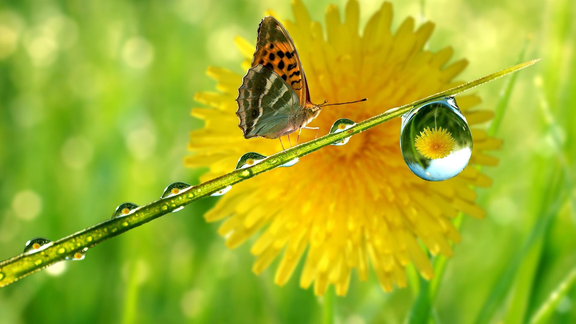drops, nice, beautiful, butterflies, flowers, thirsty, butterfly, aamazing, animals, widescreen, 1080P, photo, HD Wallpaper