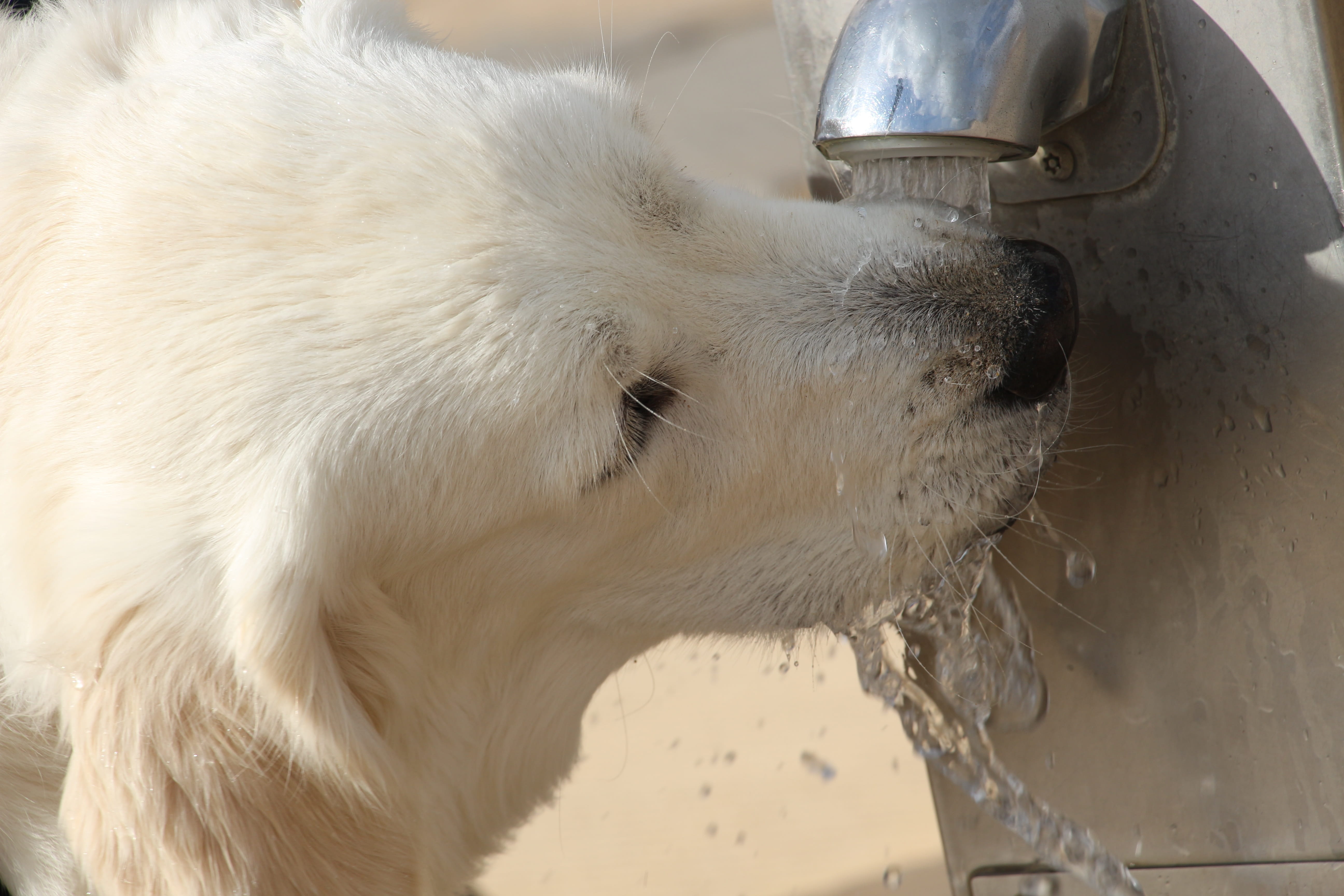 animal, Golden Retriever, water, domestic, drinking, faucet, canine, day, hydration, focus on foreground, vertebrate, 5K, animal body part, close-up, no people, HD Wallpaper